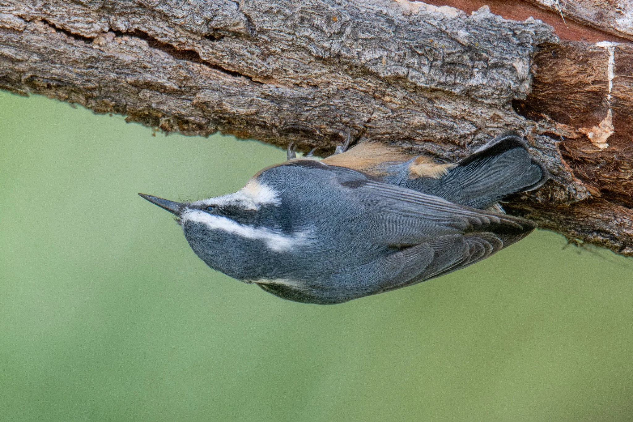 Red-breasted Nuthatch (Sitta canadensis)