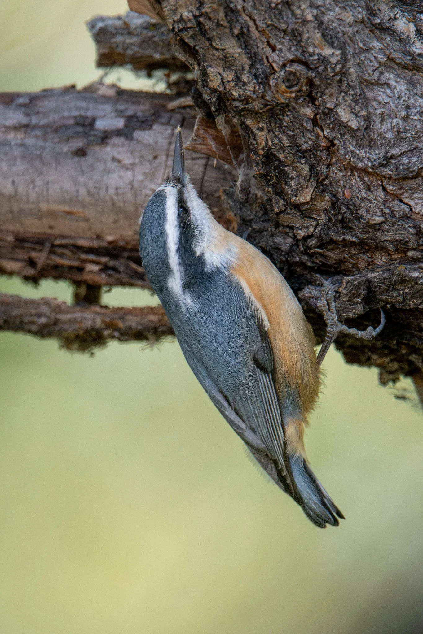 Red-breasted Nuthatch (Sitta canadensis)