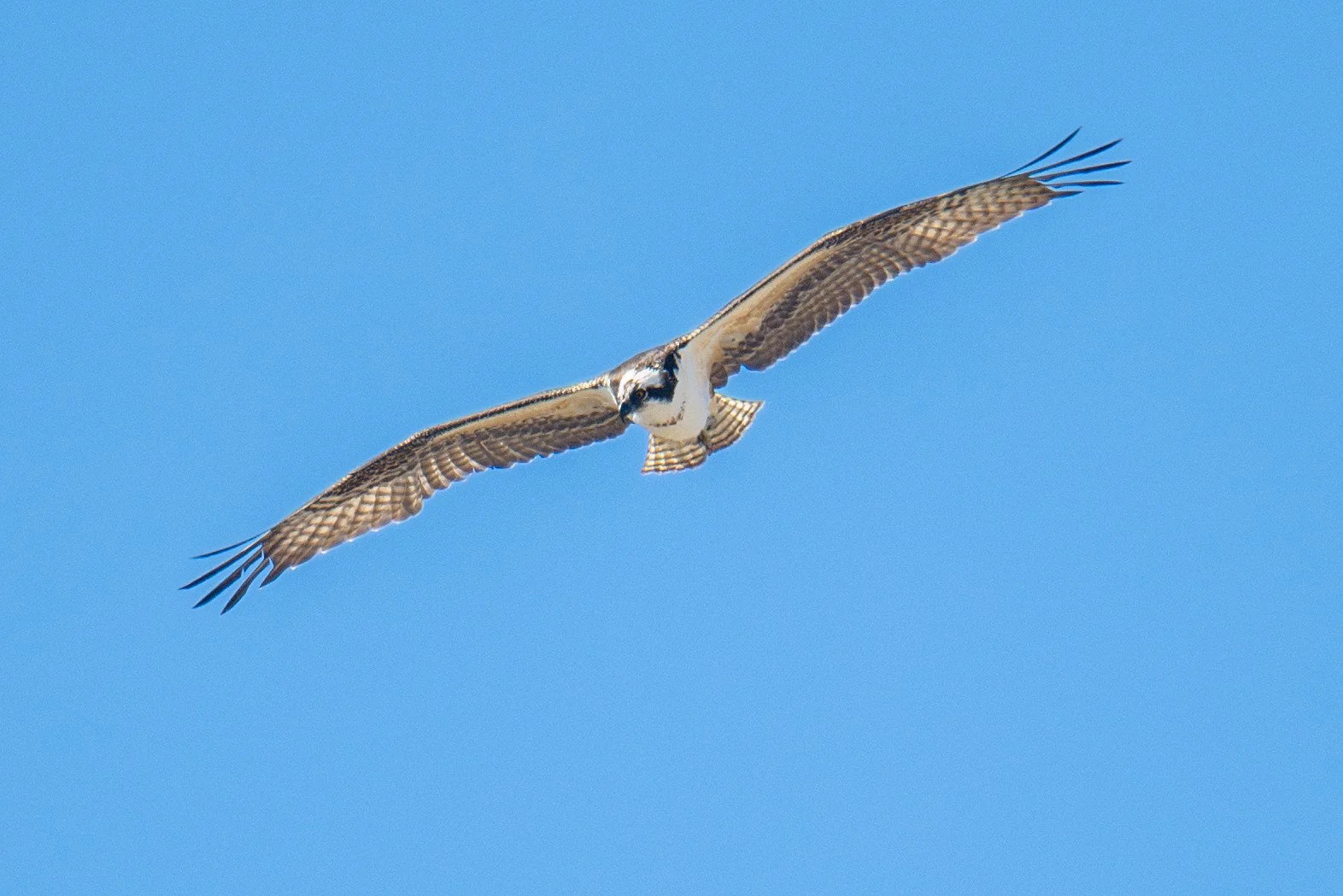 Osprey (Pandion haliaetus)