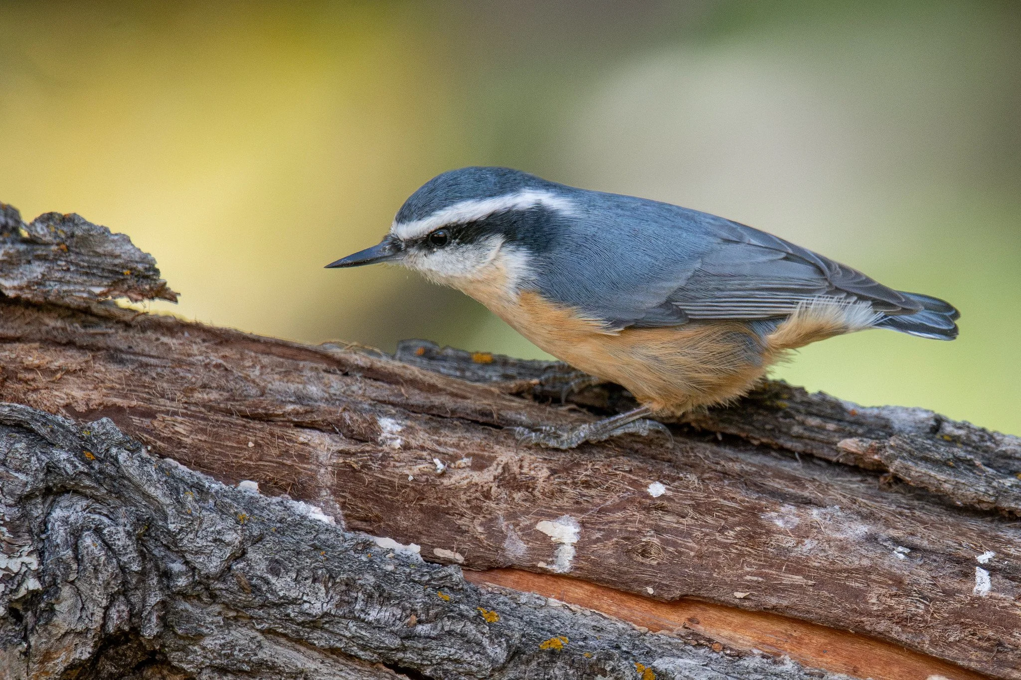 Red-breasted Nuthatch (Sitta canadensis)