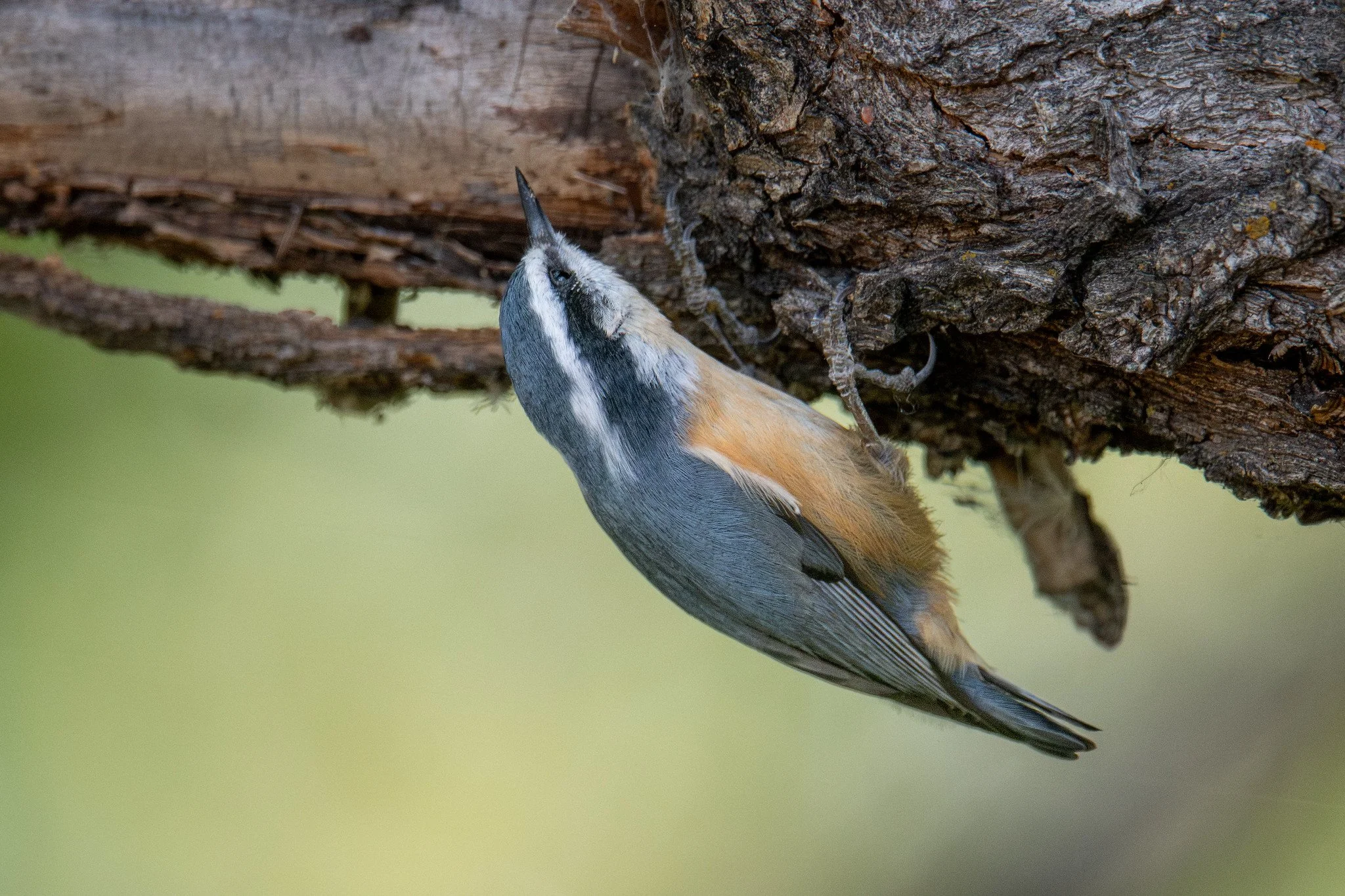 Red-breasted Nuthatch (Sitta canadensis)
