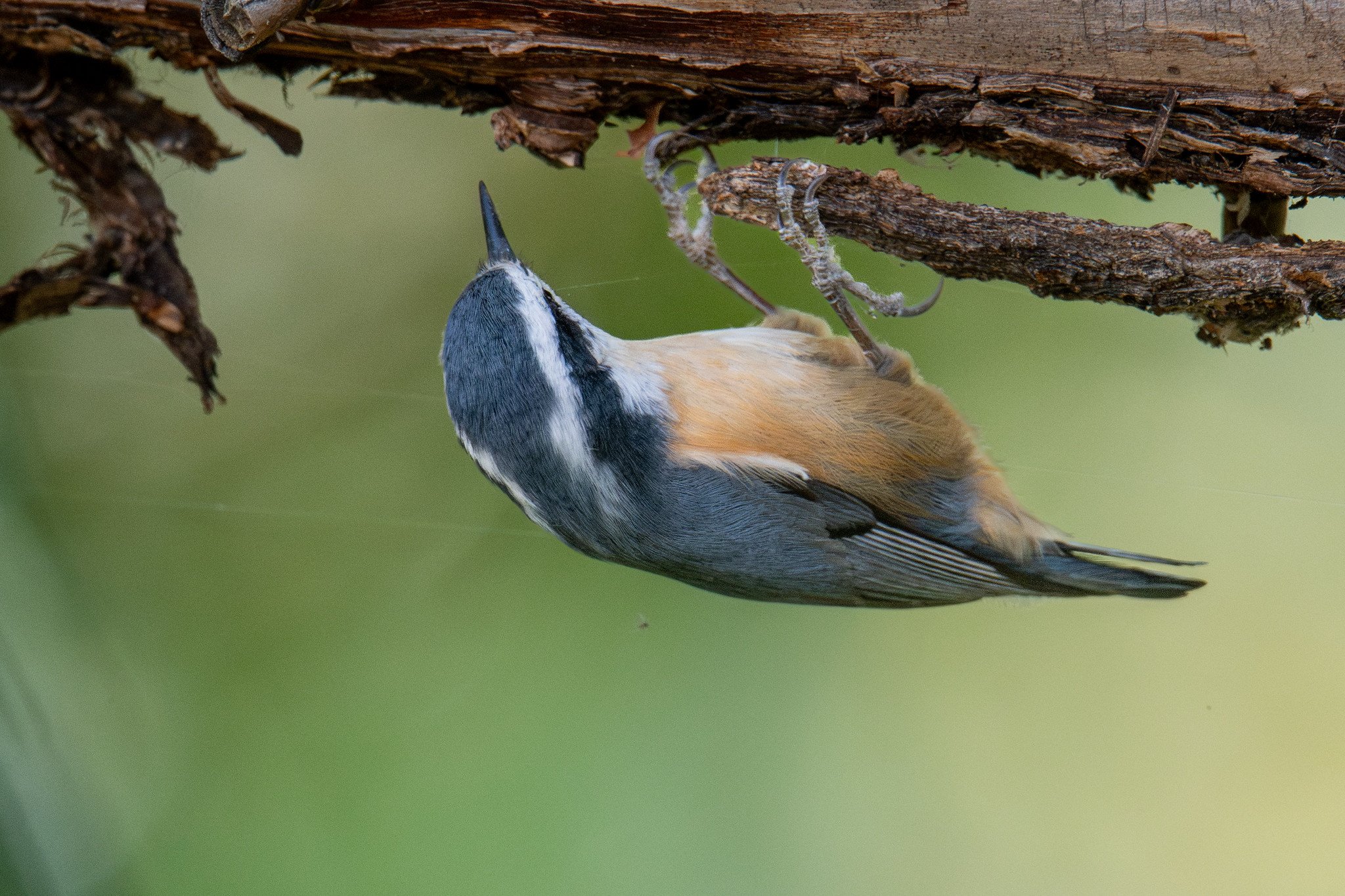 Red-breasted Nuthatch (Sitta canadensis)
