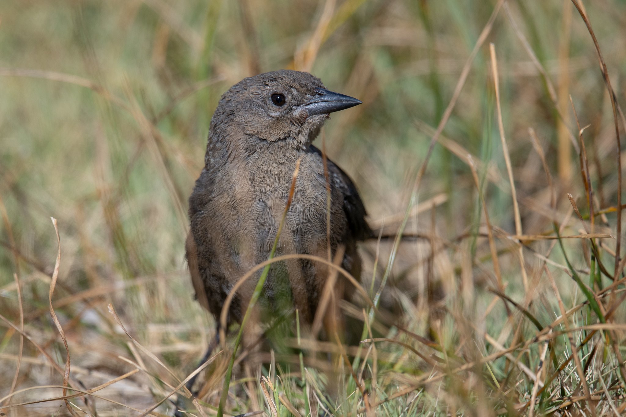 Brewer's Blackbird (Euphagus cyanocephalus)