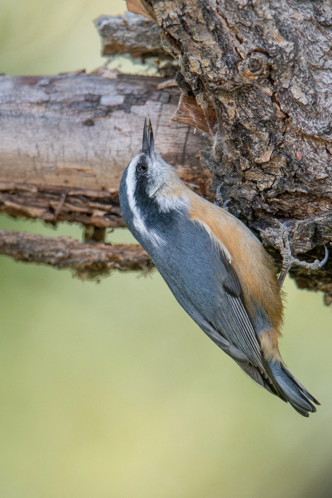 Red-breasted Nuthatch (Sitta canadensis)