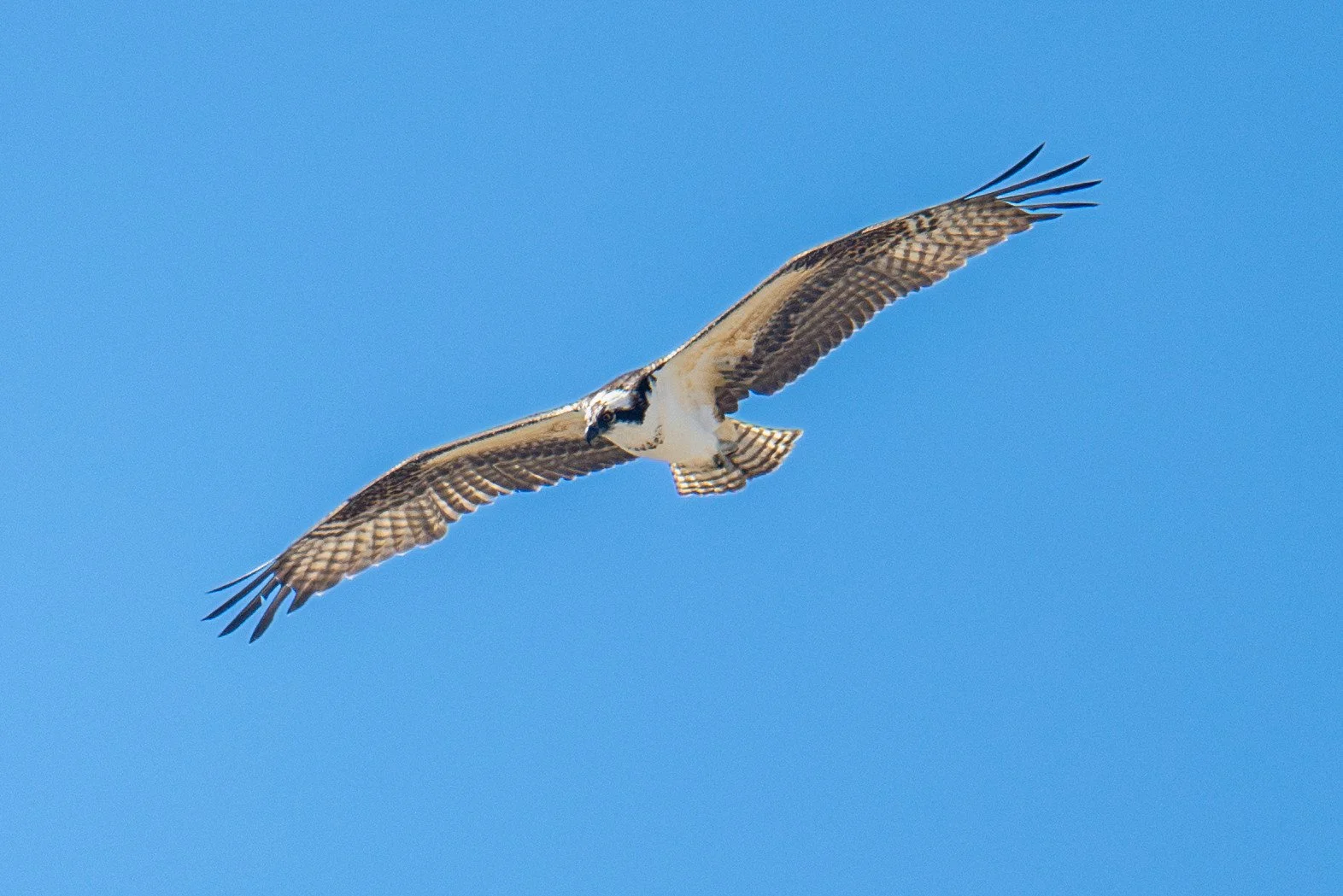 Osprey (Pandion haliaetus)