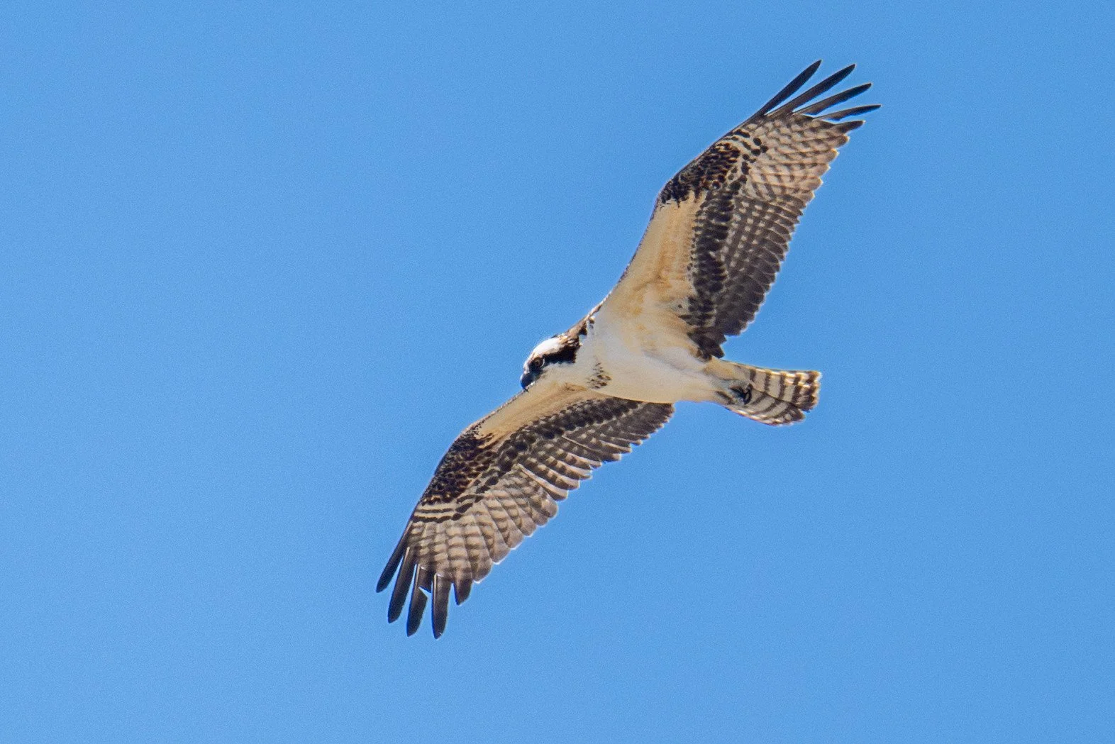 Osprey (Pandion haliaetus)