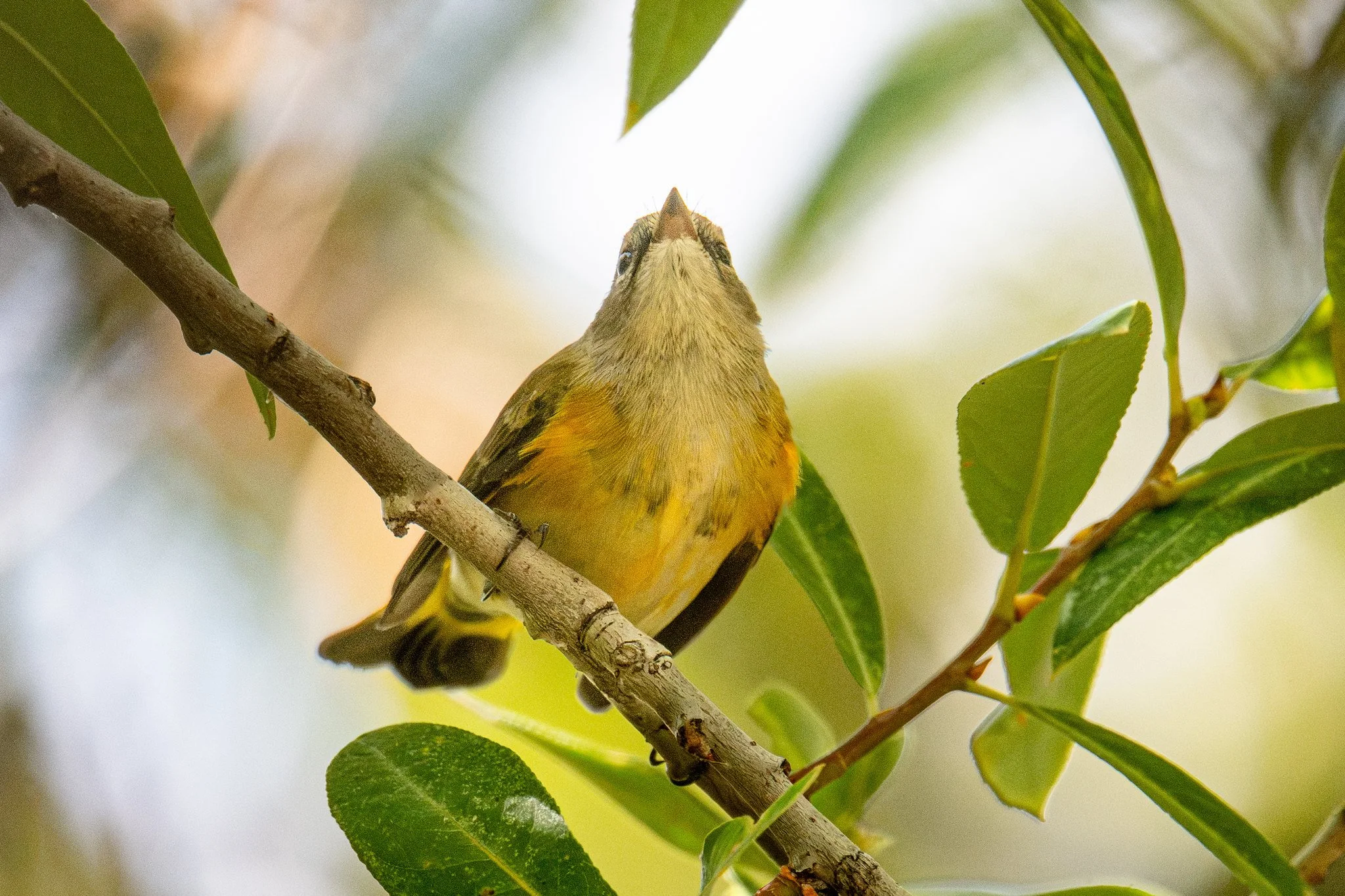 American Redstart (Setophaga ruticilla)