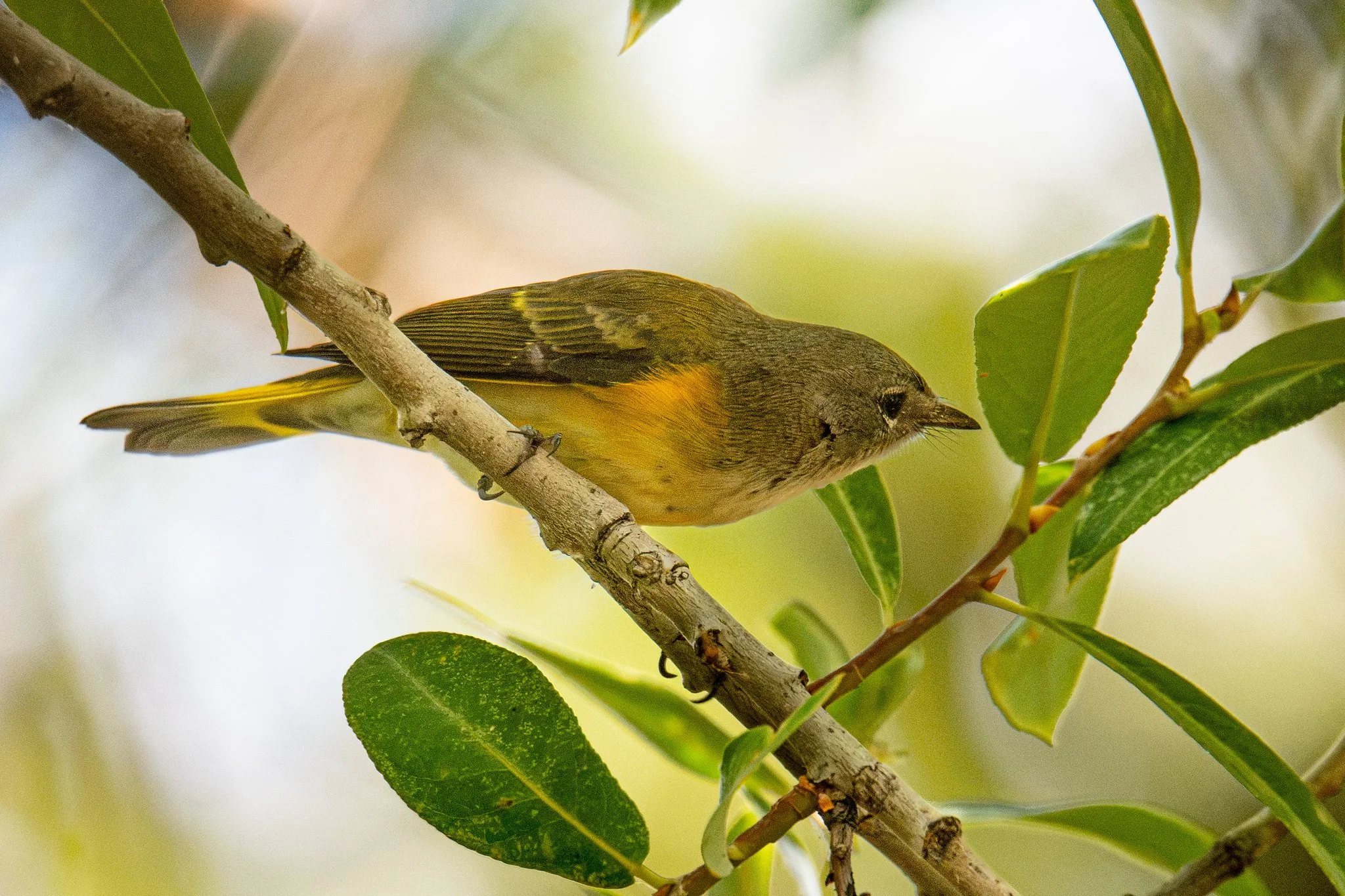 American Redstart (Setophaga ruticilla)