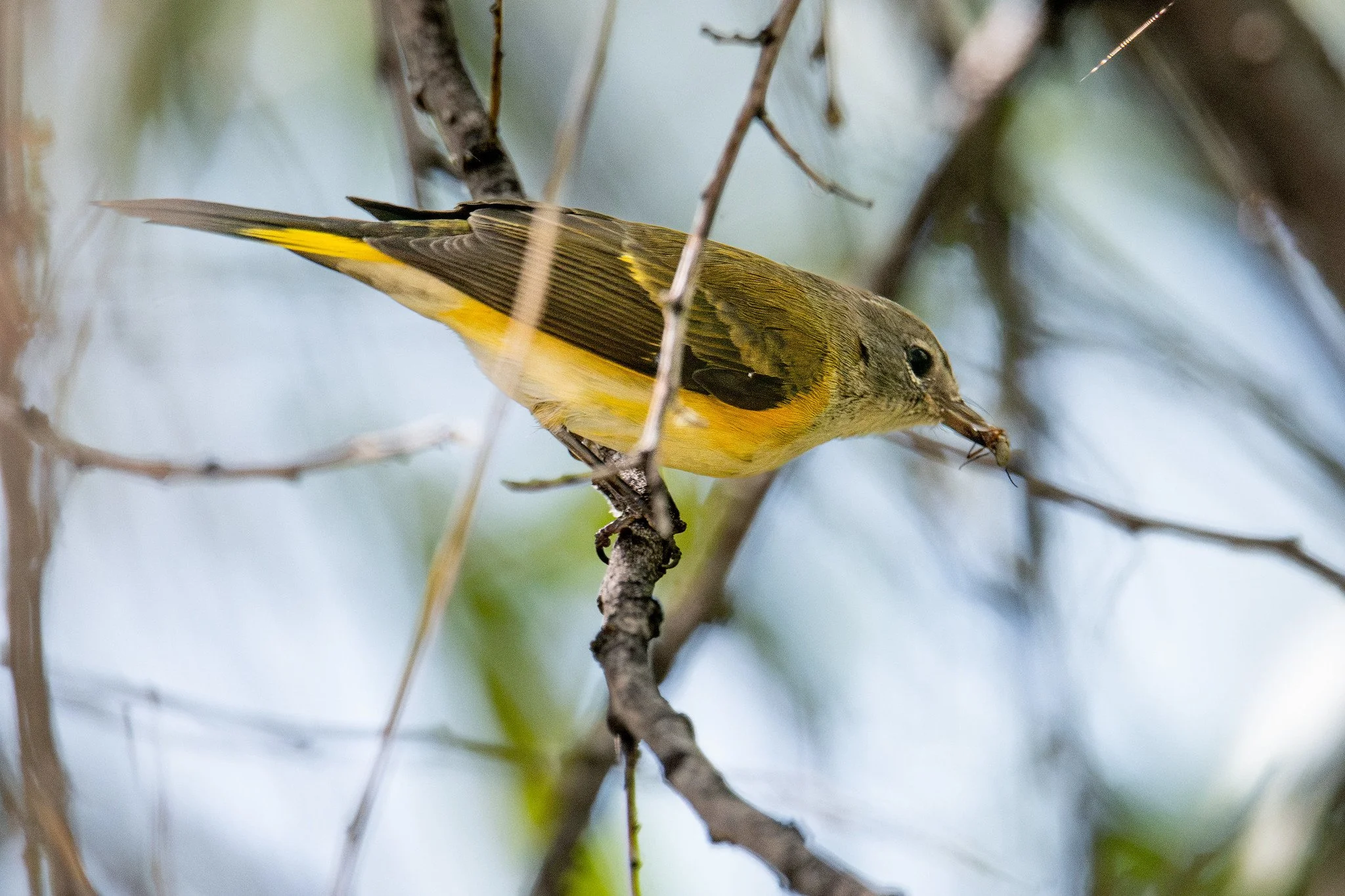 American Redstart (Setophaga ruticilla)