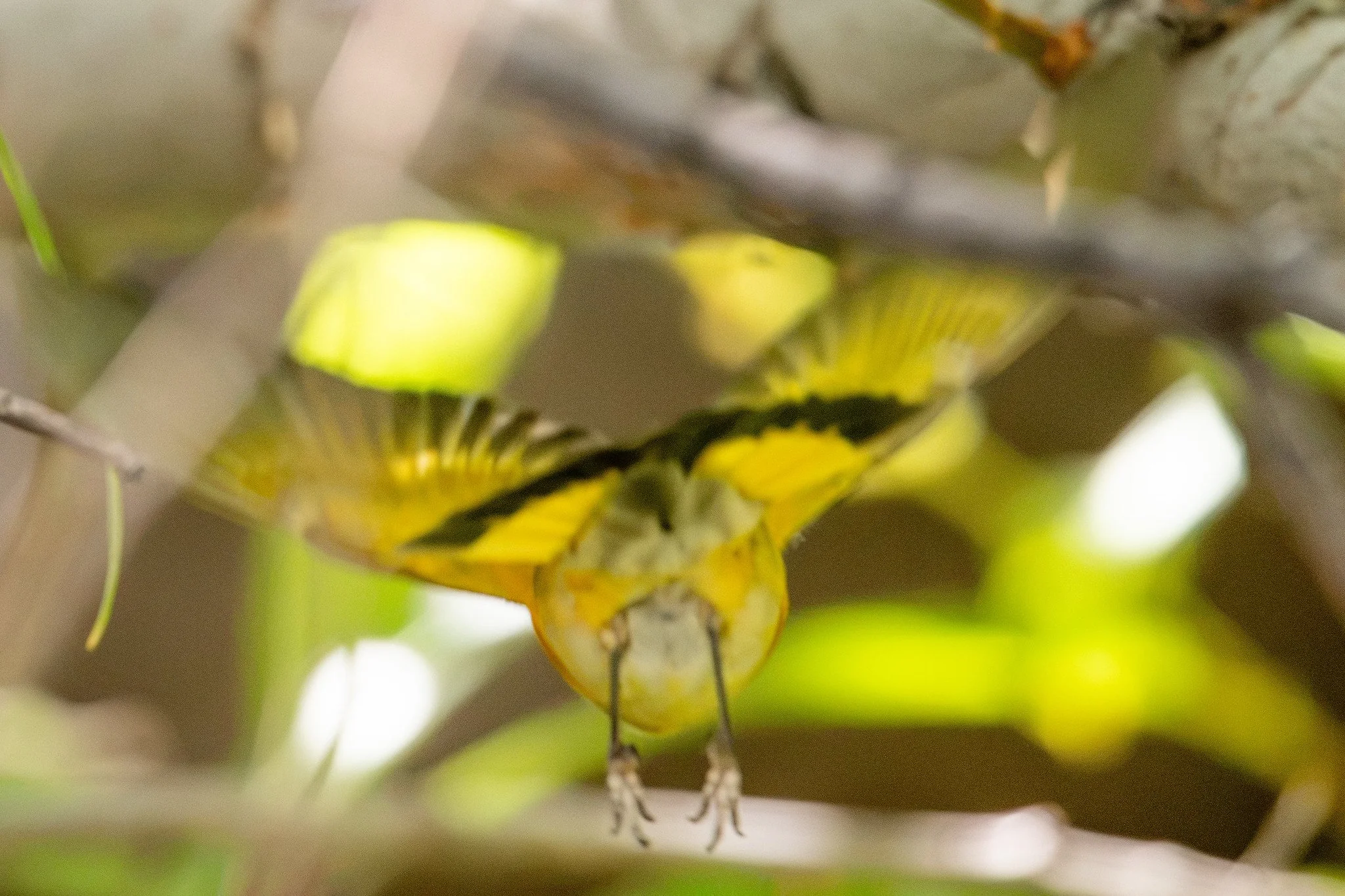 American Redstart (Setophaga ruticilla)