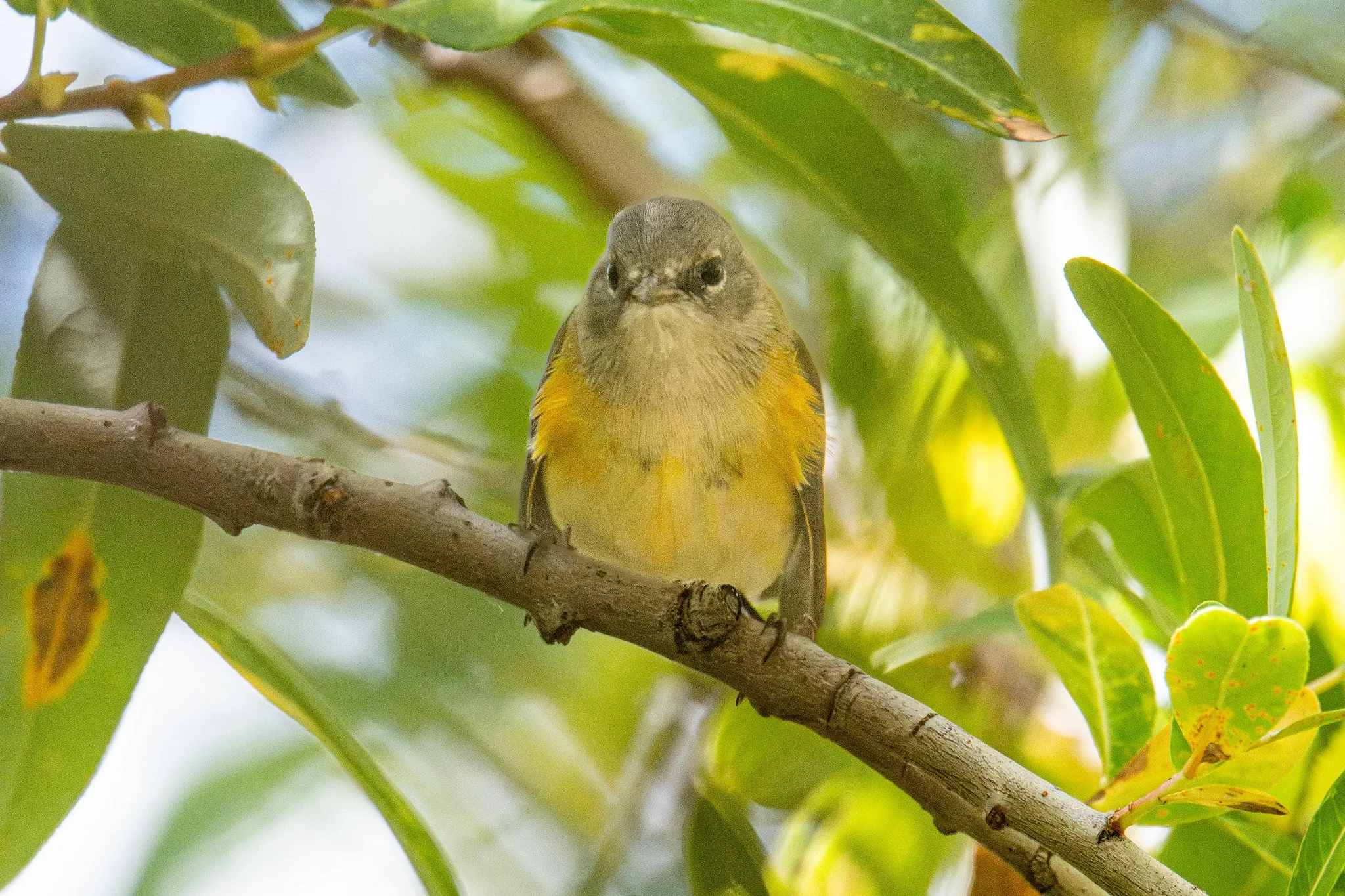 American Redstart (Setophaga ruticilla)