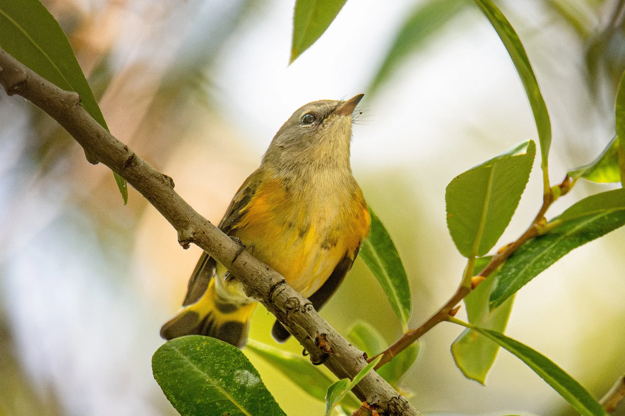 American Redstart (Setophaga ruticilla)