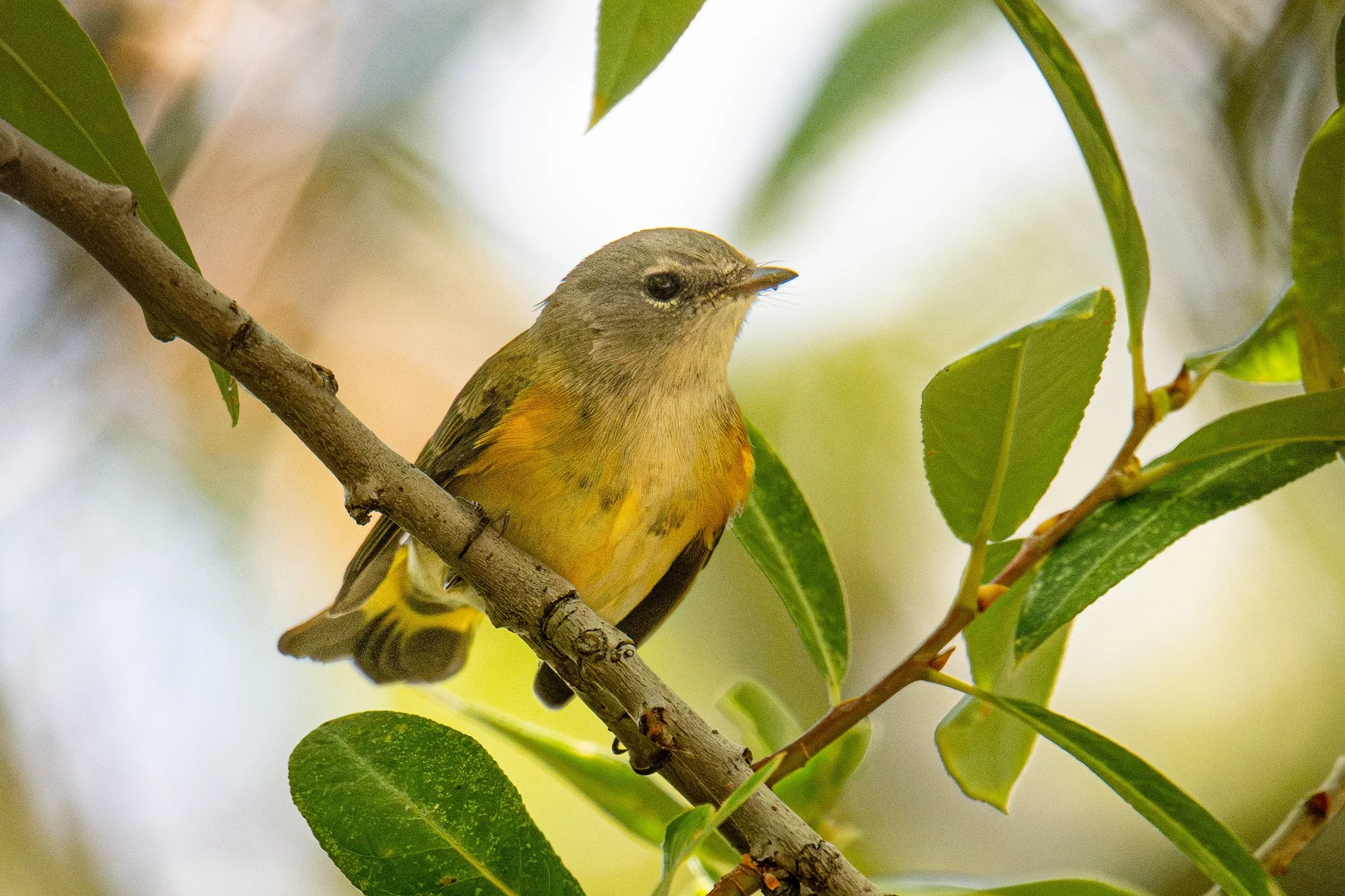 American Redstart (Setophaga ruticilla)