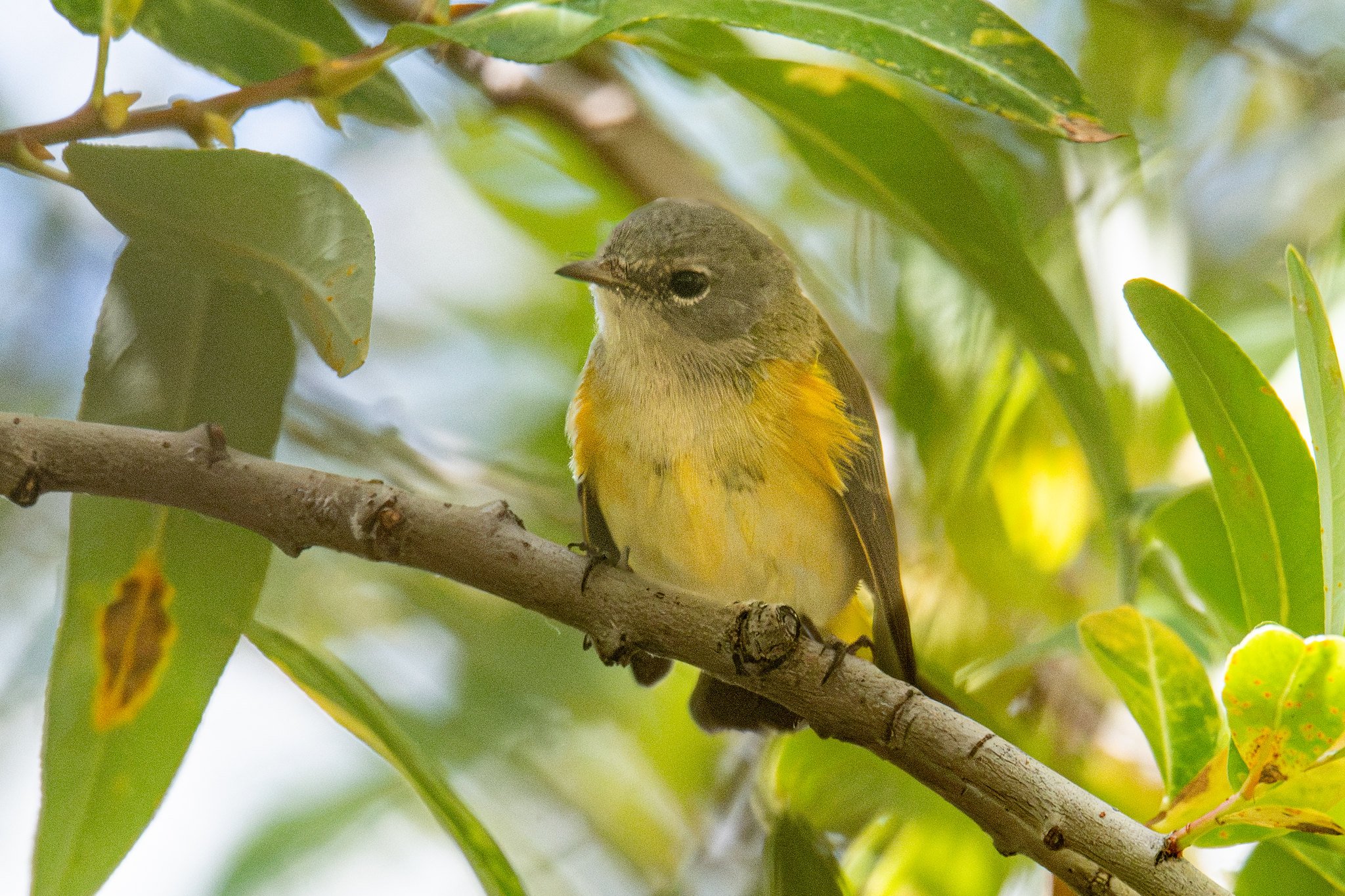 American Redstart (Setophaga ruticilla)