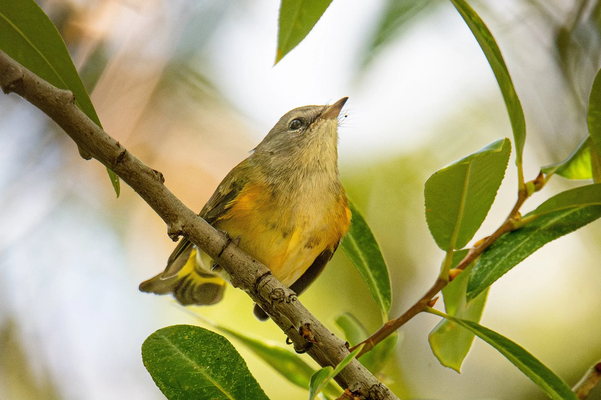 American Redstart (Setophaga ruticilla)