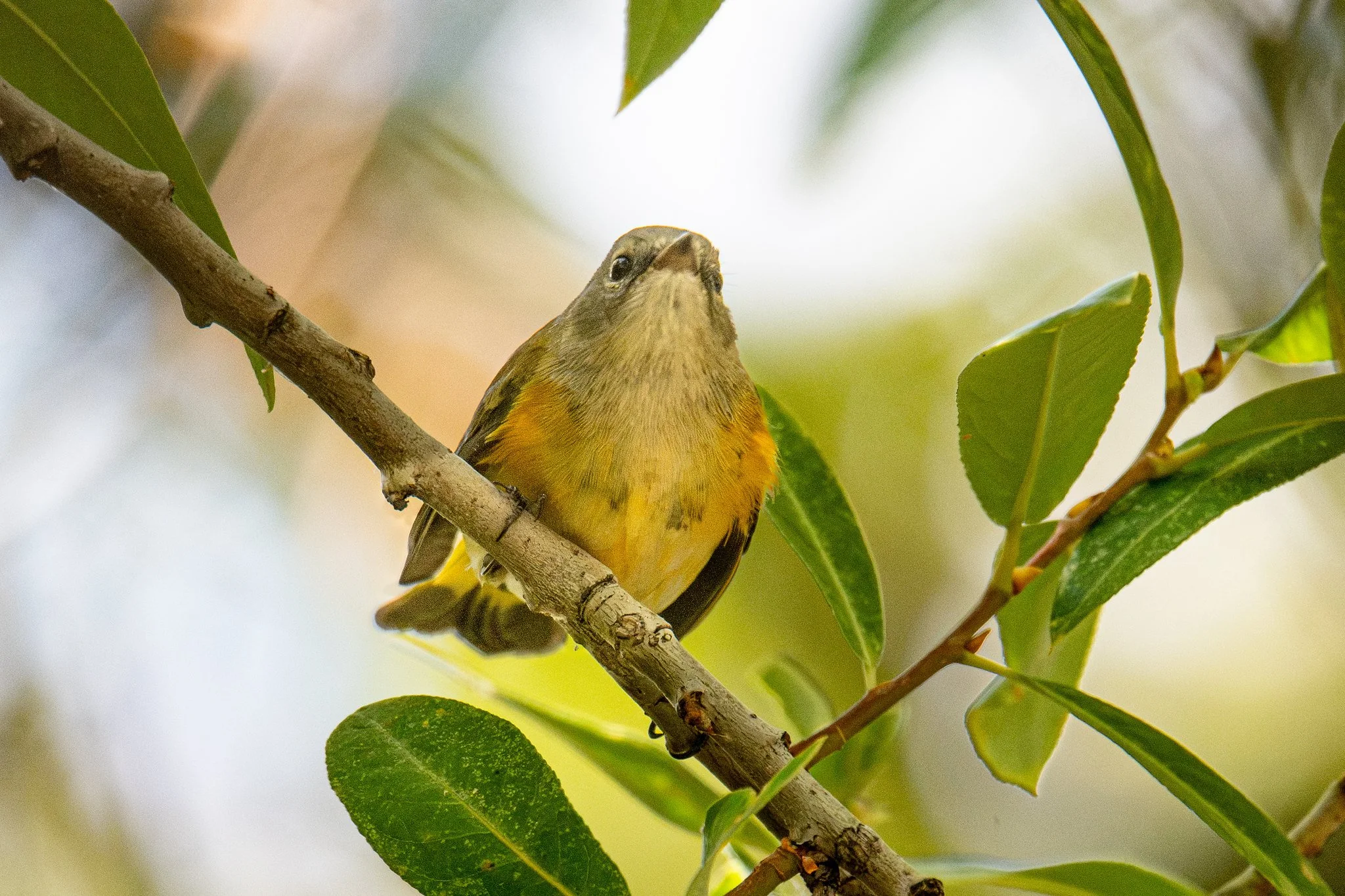 American Redstart (Setophaga ruticilla)