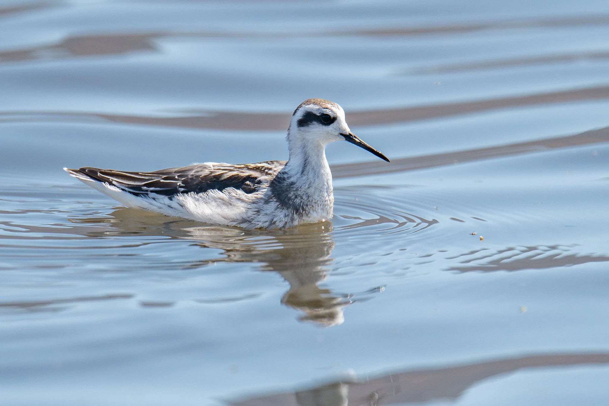 Red-necked Phalarope (Phalaropus lobatus)