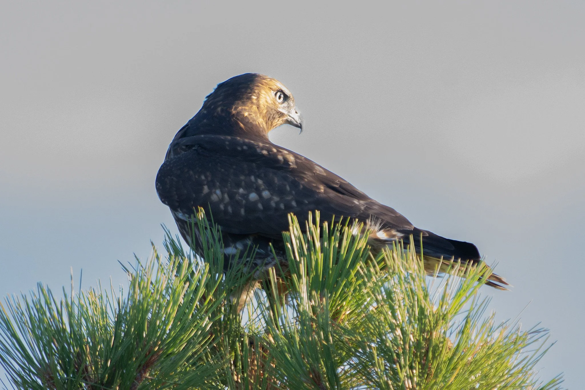 Red-tailed Hawk (Buteo jamaicensis)