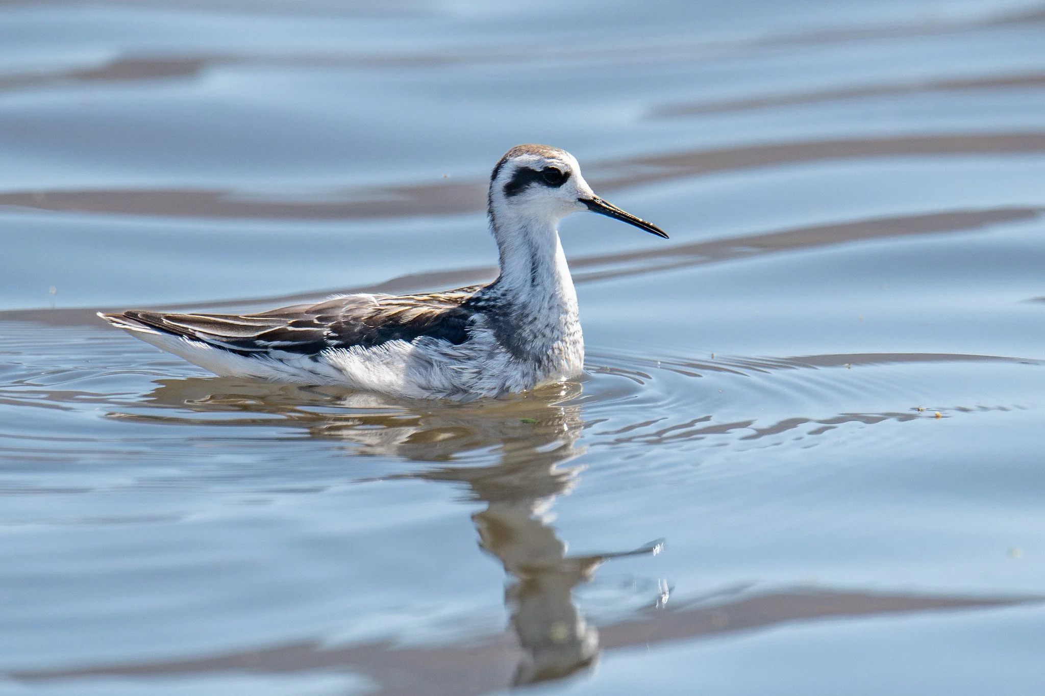 Red-necked Phalarope (Phalaropus lobatus)