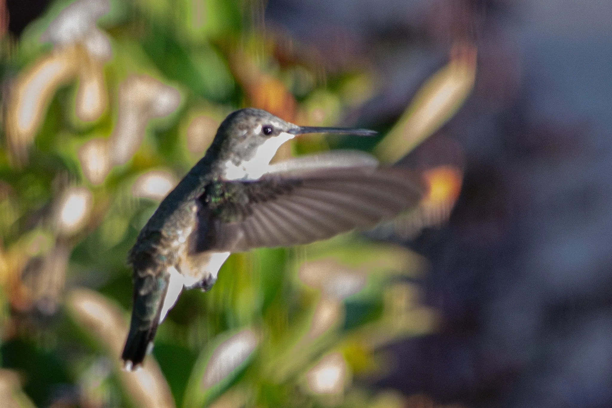 Black-chinned Hummingbird (Archilochus alexandri)