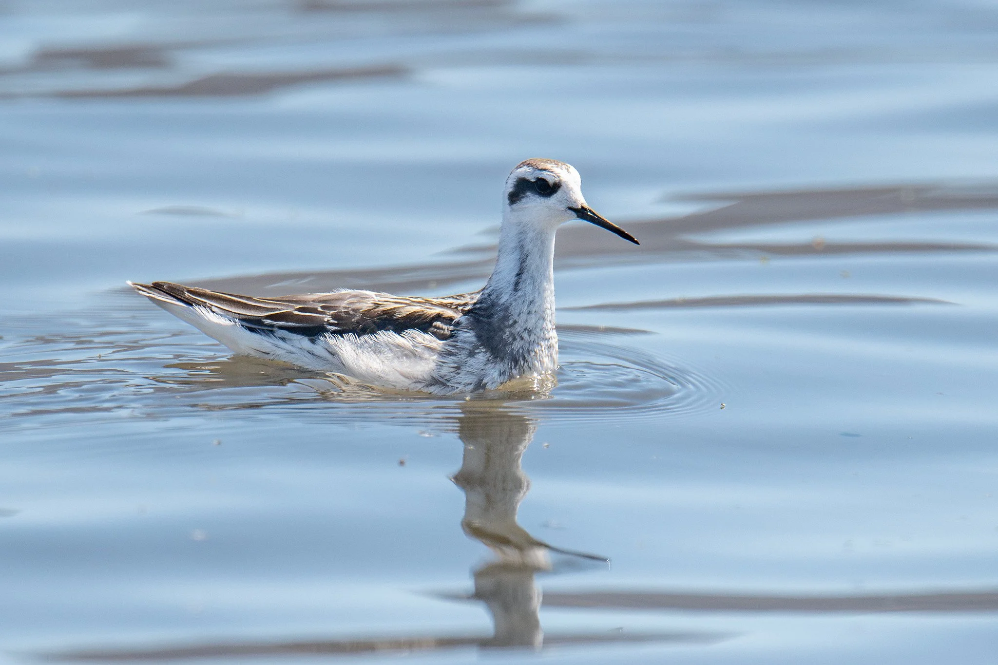Red-necked Phalarope (Phalaropus lobatus)