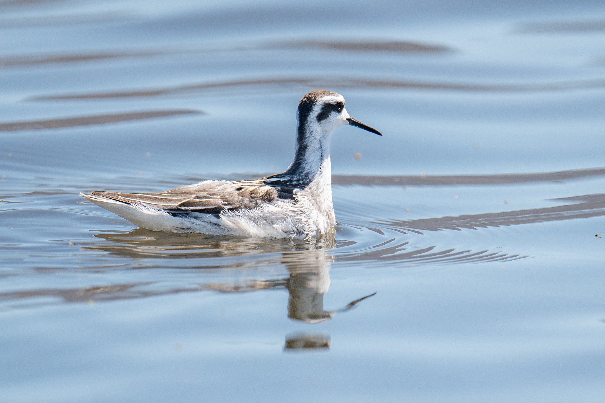 Red-necked Phalarope (Phalaropus lobatus)