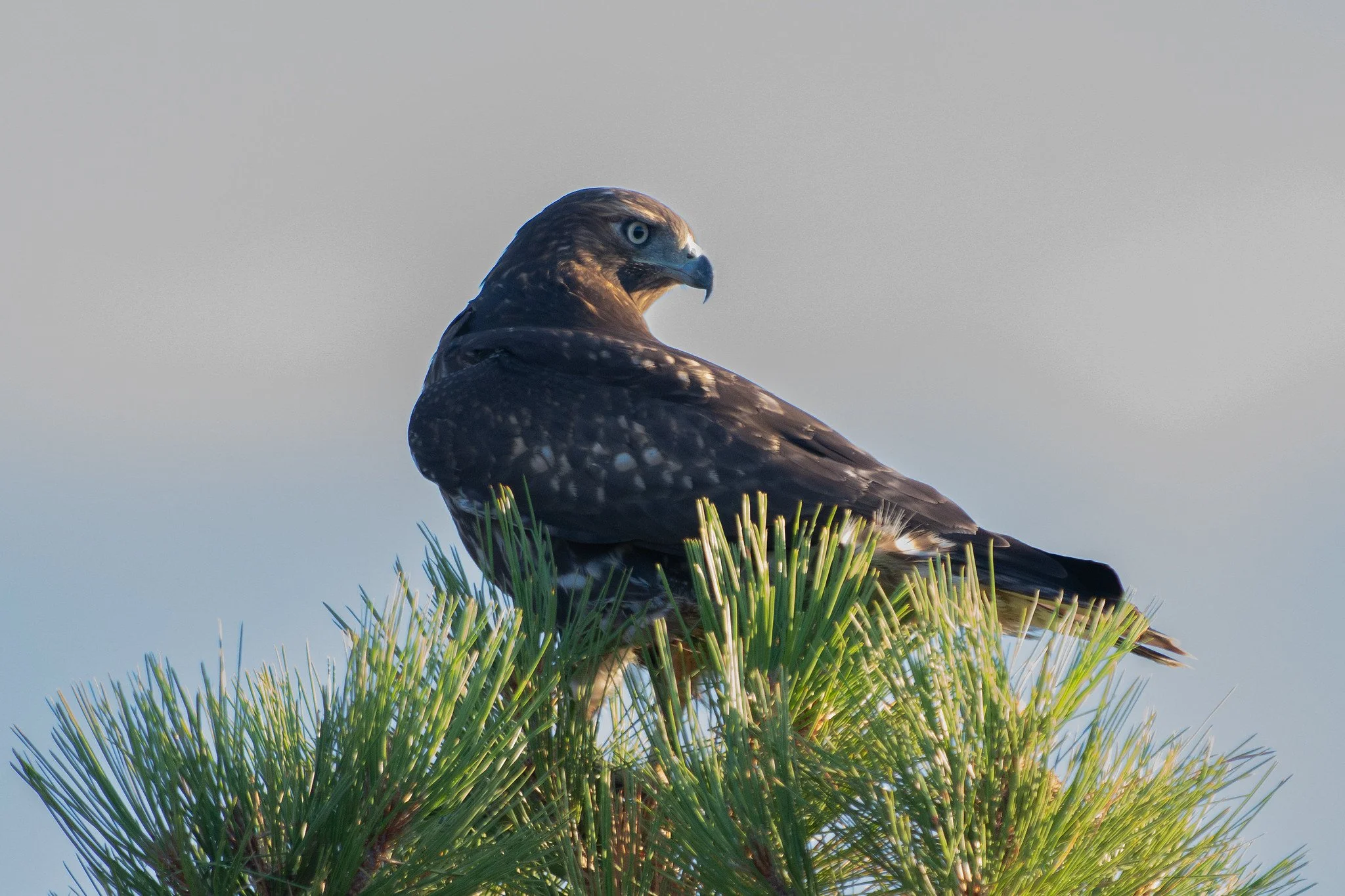 Red-tailed Hawk (Buteo jamaicensis)