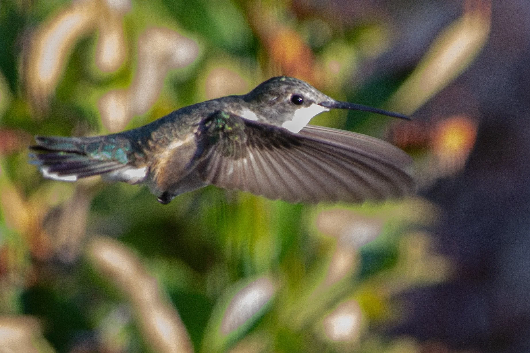 Black-chinned Hummingbird (Archilochus alexandri)