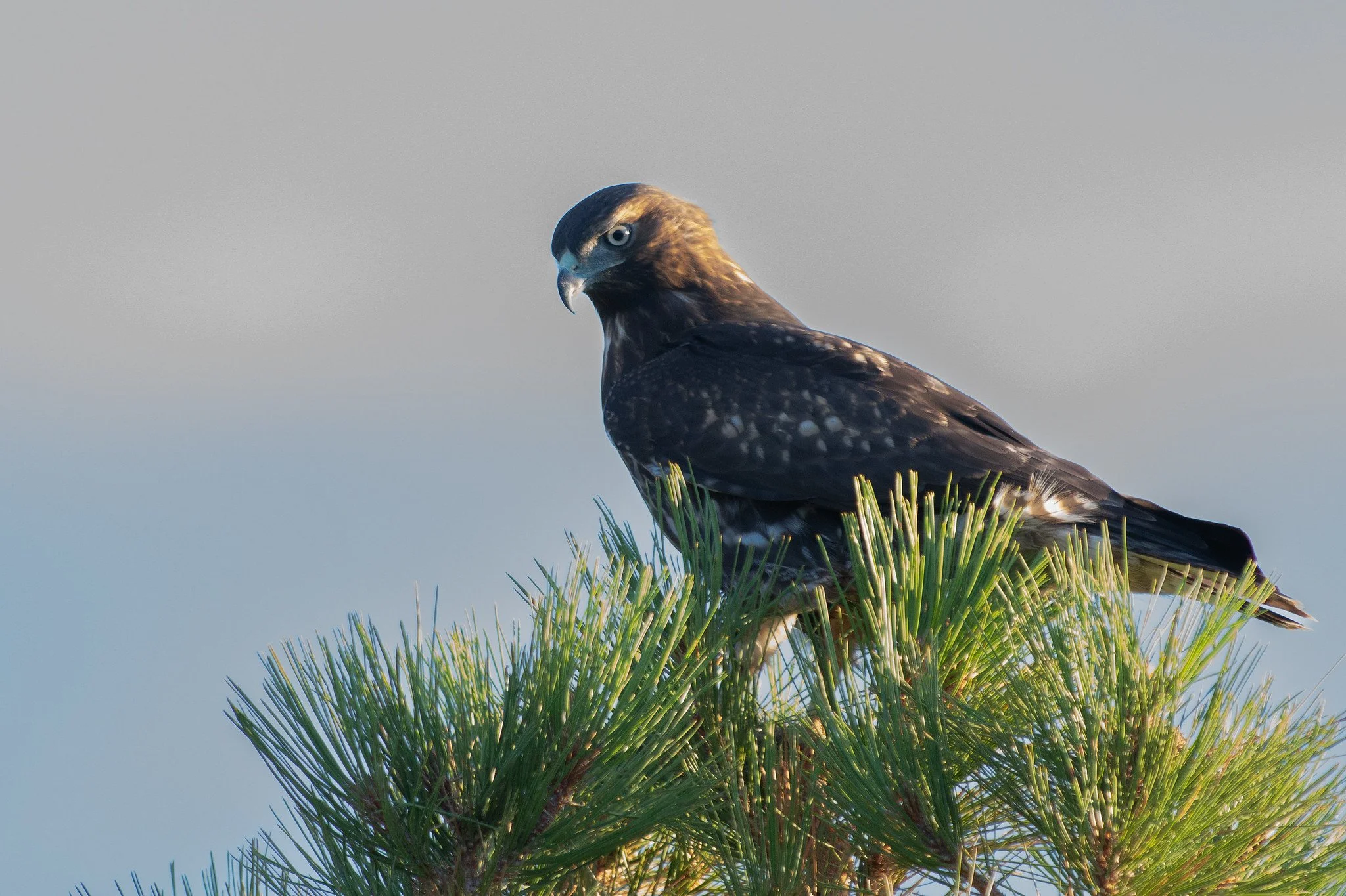 Red-tailed Hawk (Buteo jamaicensis)
