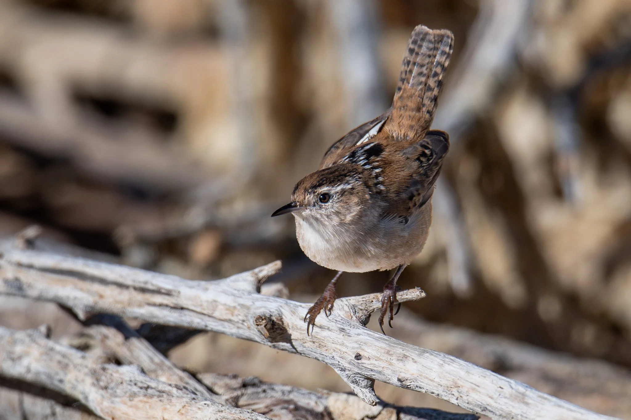 Marsh Wren (Cistothorus palustris)
