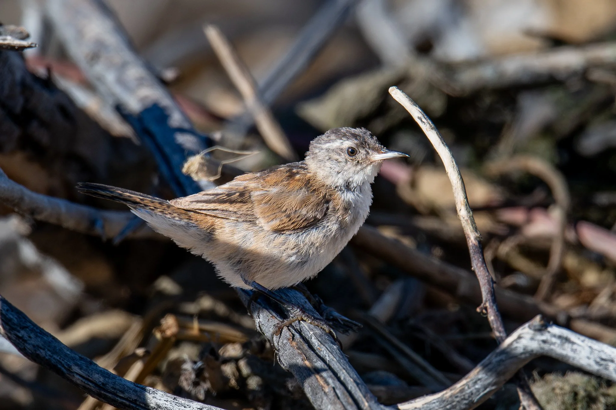 Marsh Wren (Cistothorus palustris)