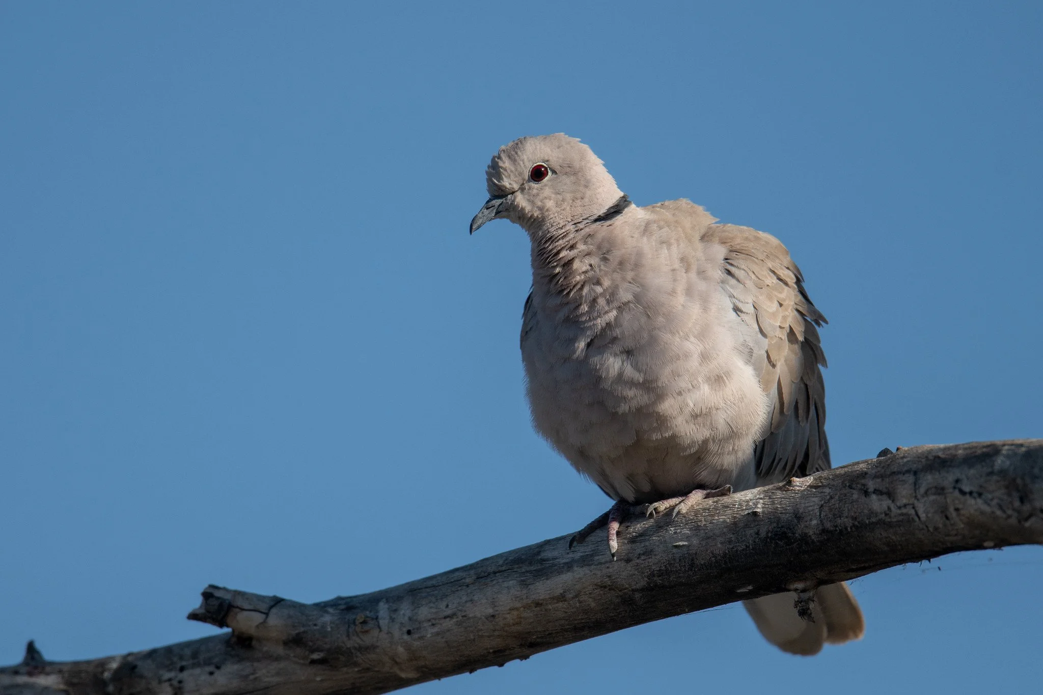 Eurasian Collared-Dove (Streptopelia decaocto)