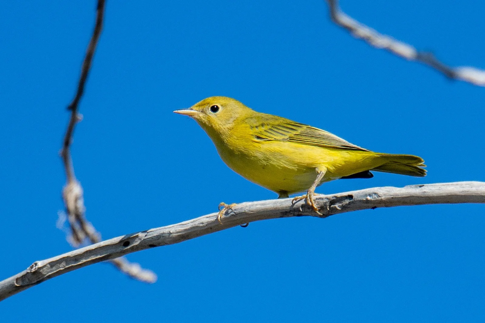 Northern Yellow Warbler (Setophaga aestiva)