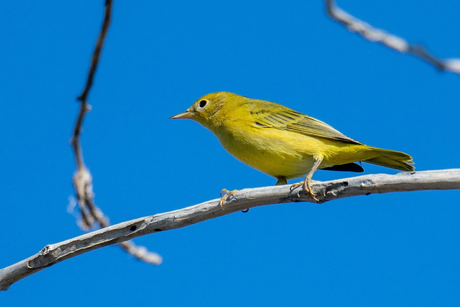 Northern Yellow Warbler (Setophaga aestiva)