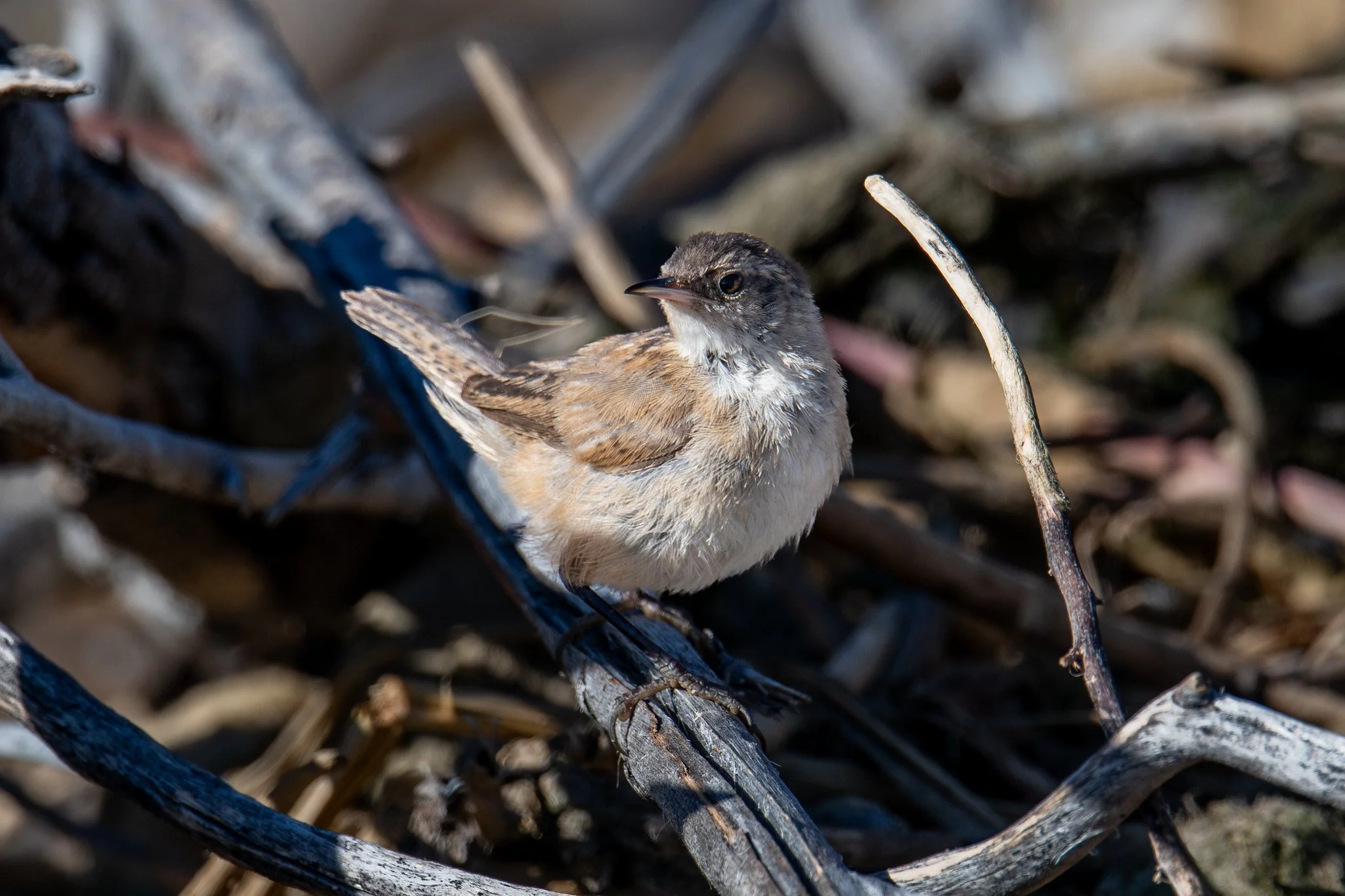 Marsh Wren (Cistothorus palustris)