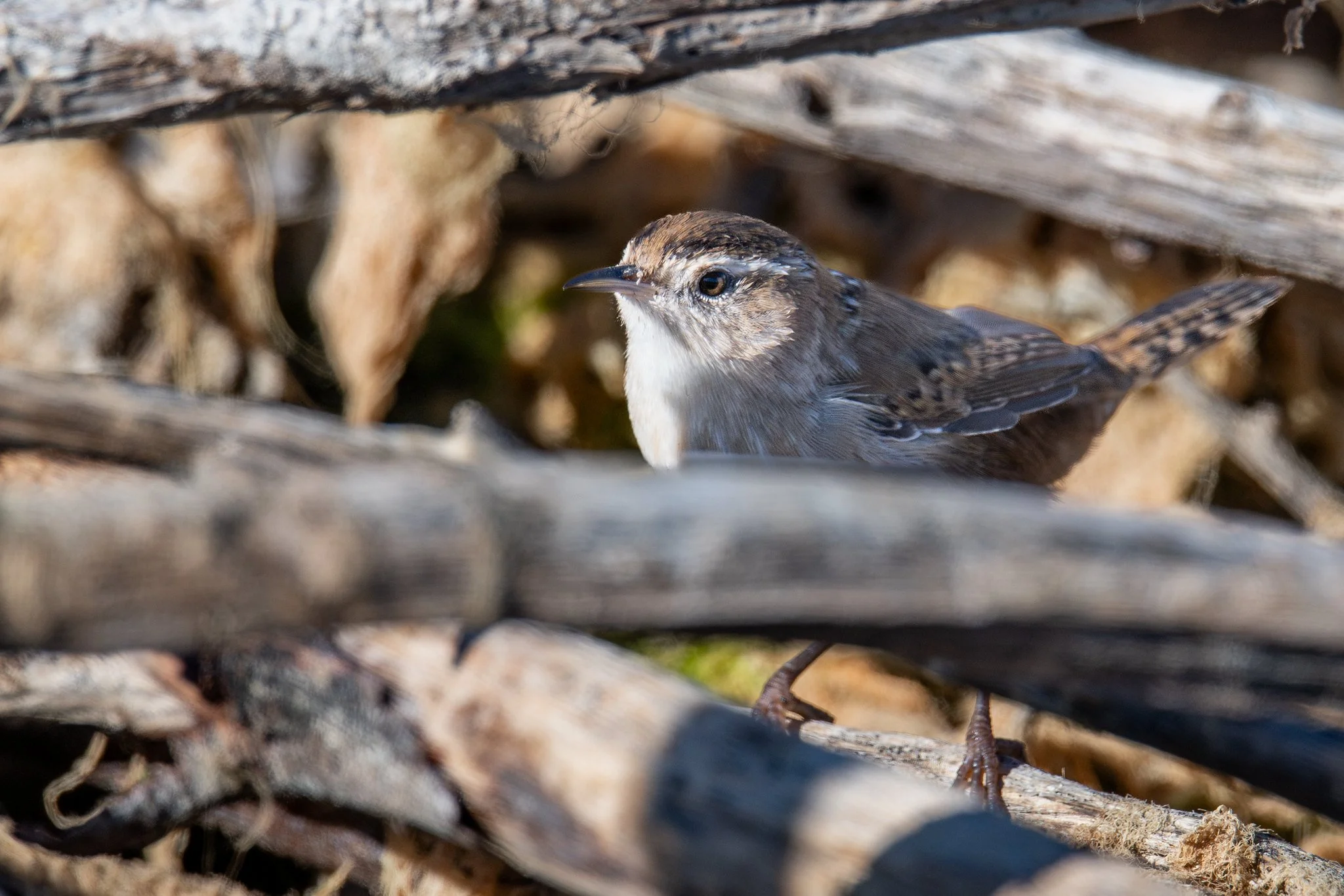 Marsh Wren (Cistothorus palustris)
