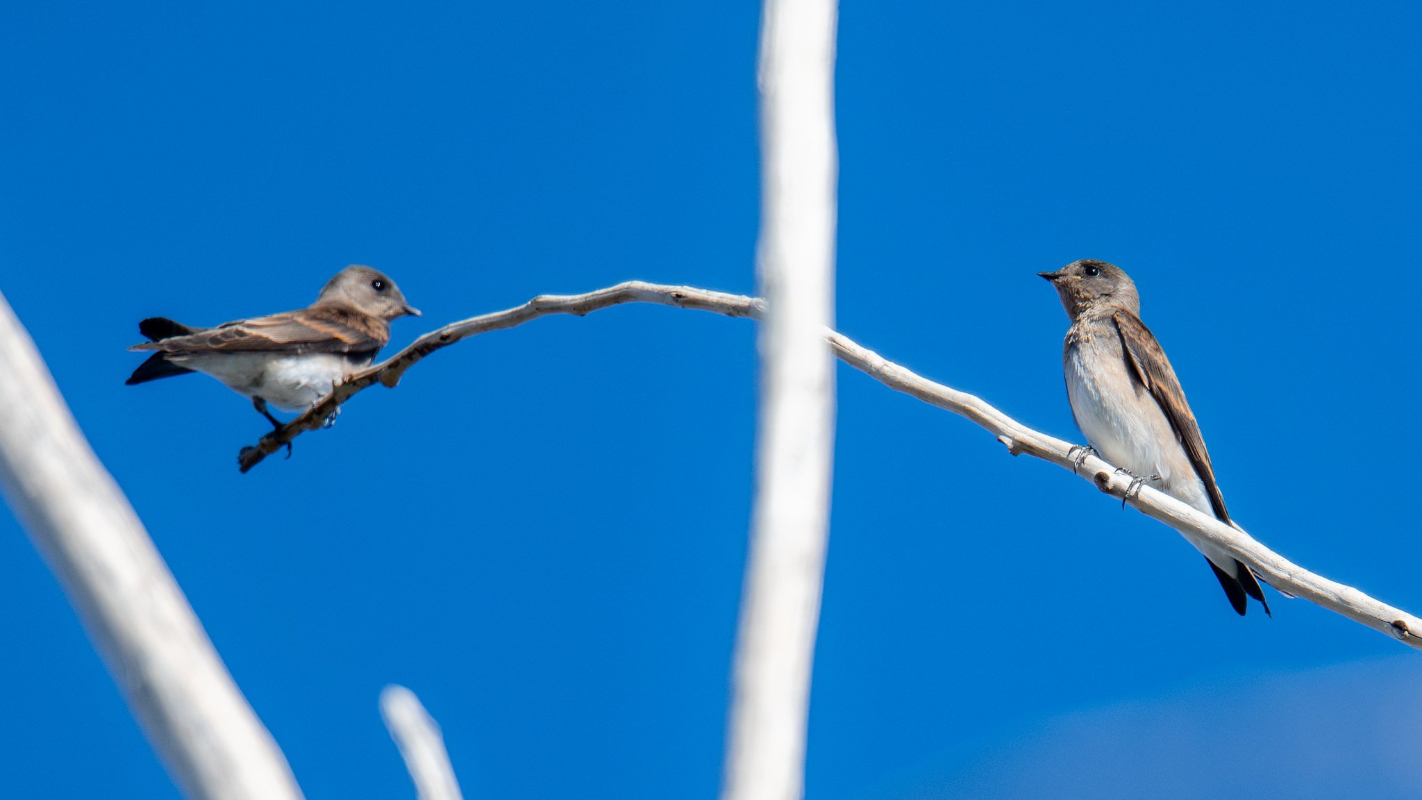 Northern Rough-winged Swallow (Stelgidopteryx serripennis)
