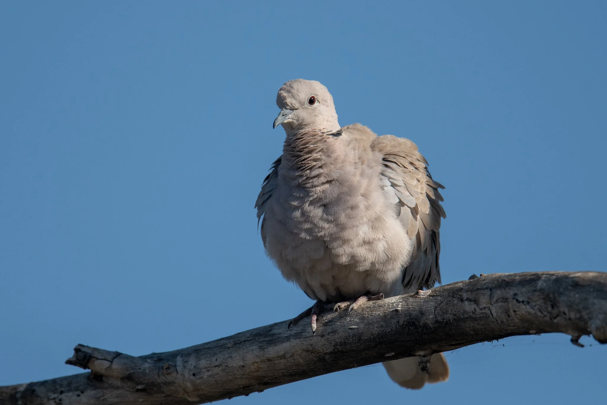 Eurasian Collared-Dove (Streptopelia decaocto)