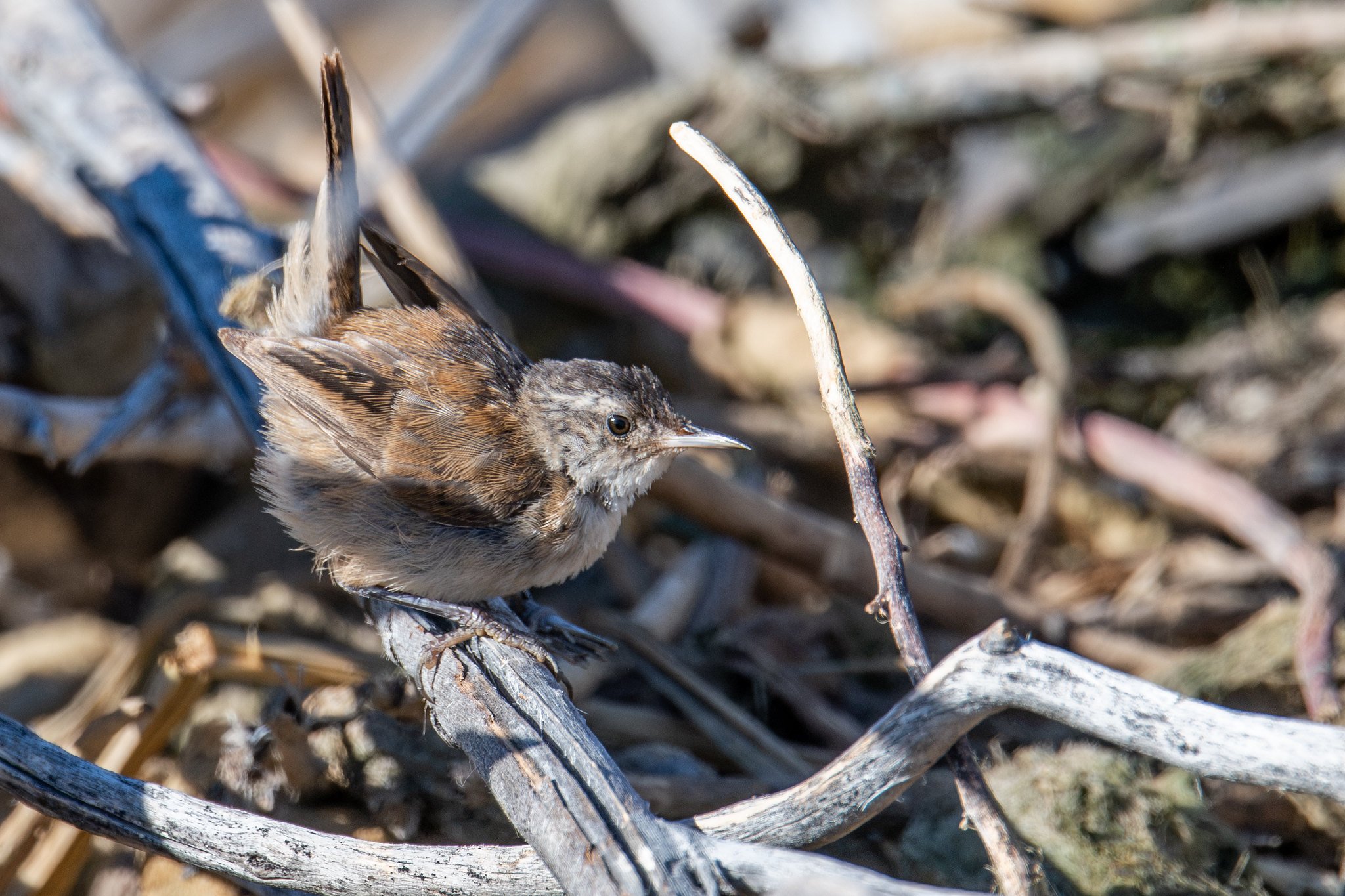 Marsh Wren (Cistothorus palustris)