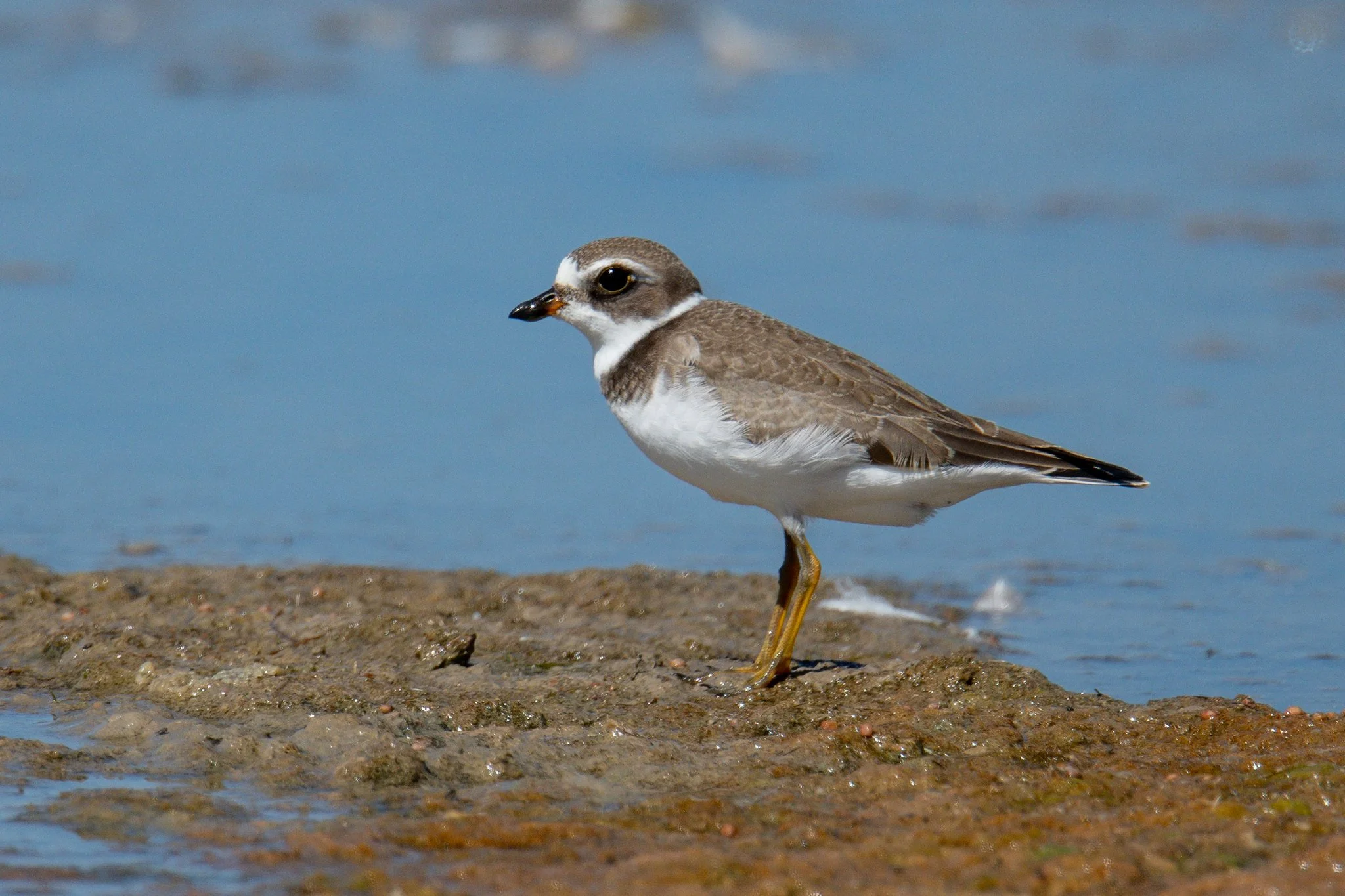 Semipalmated Plover (Charadrius semipalmatus)