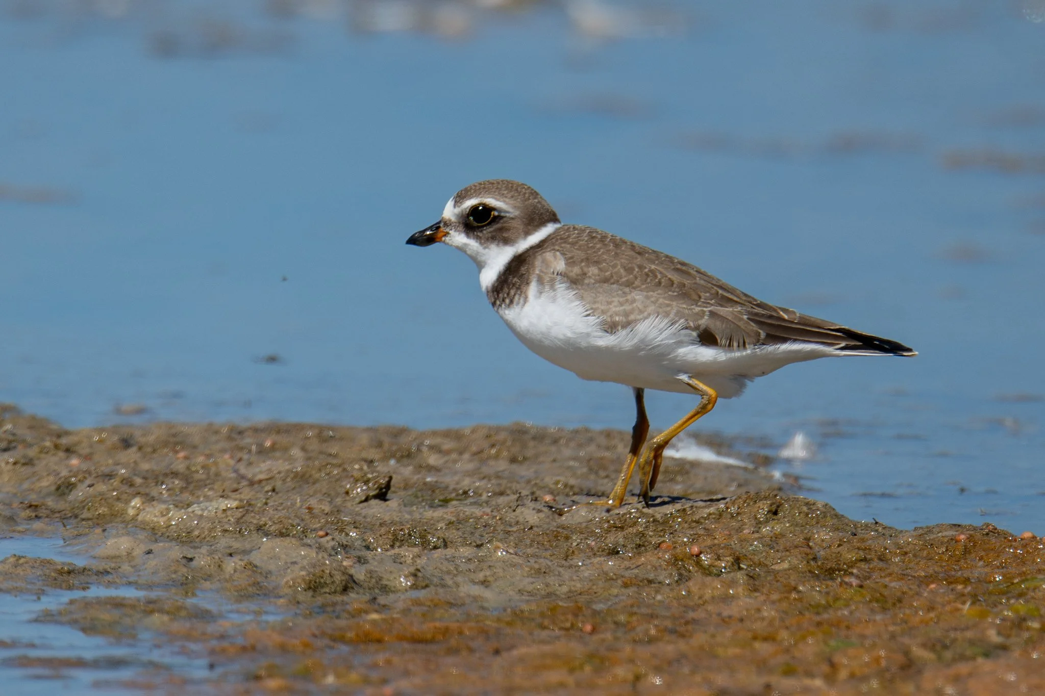 Semipalmated Plover (Charadrius semipalmatus)