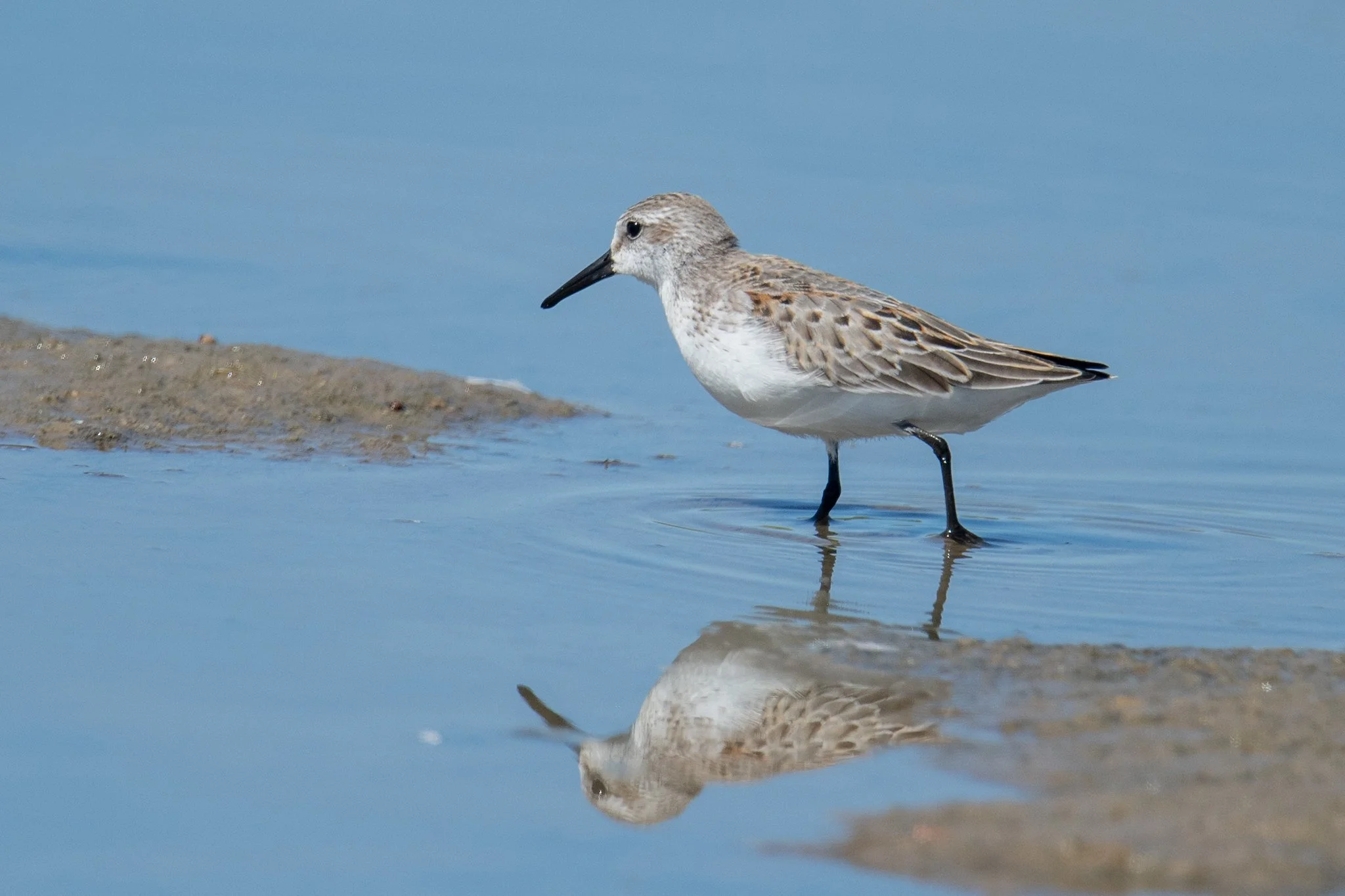 Western Sandpiper (Calidris mauri)