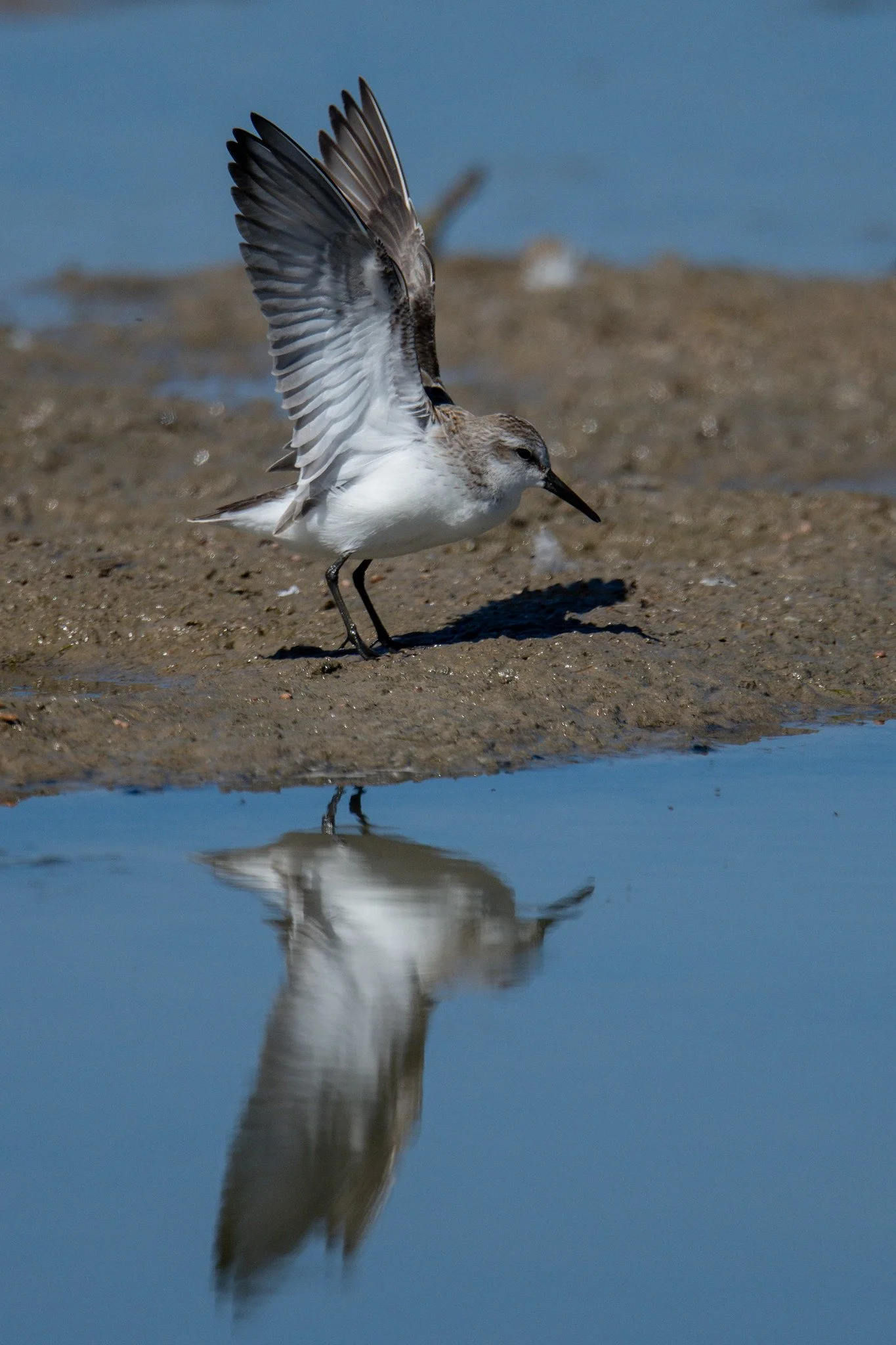 Western Sandpiper (Calidris mauri)