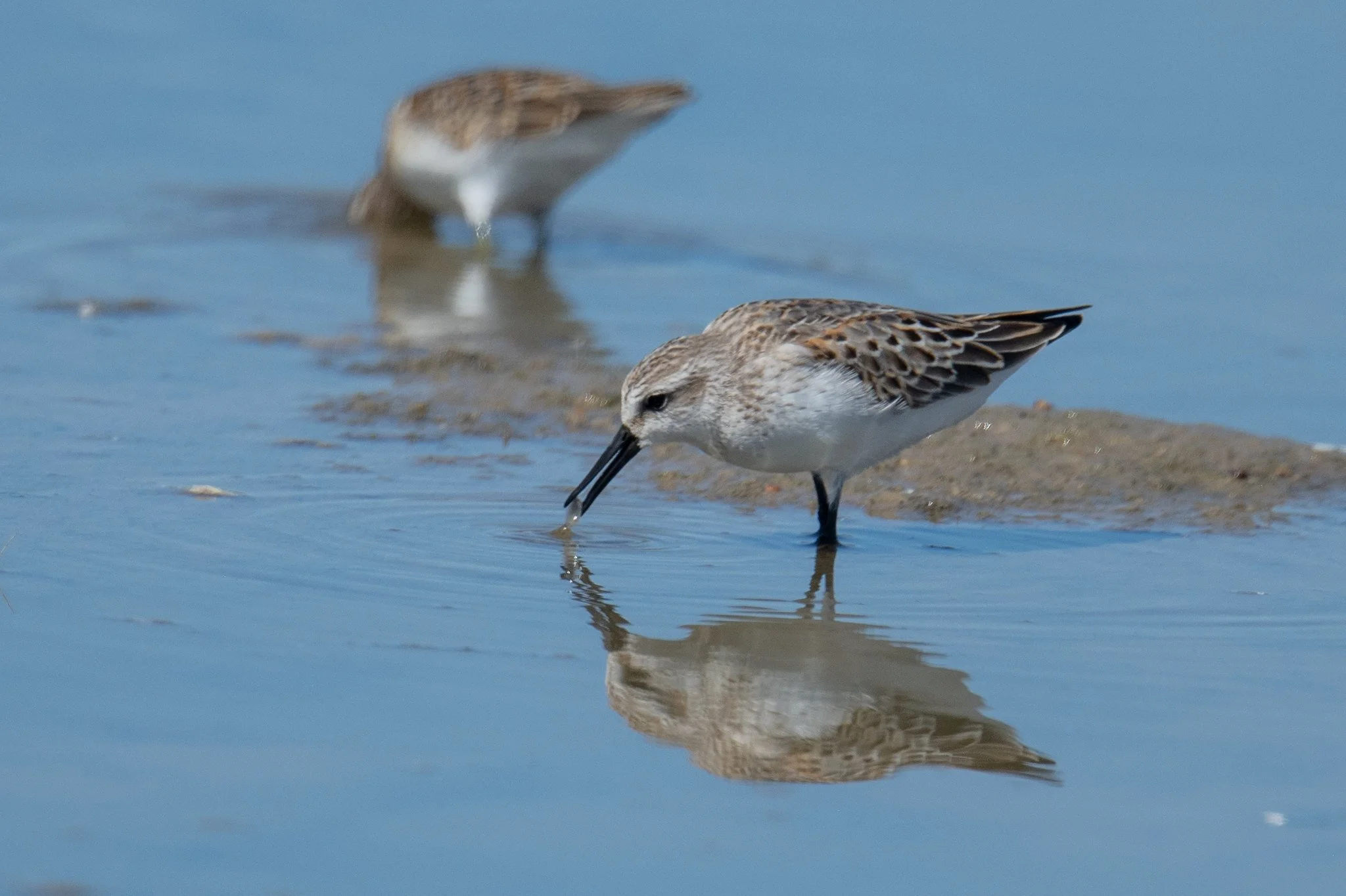 Western Sandpiper (Calidris mauri)