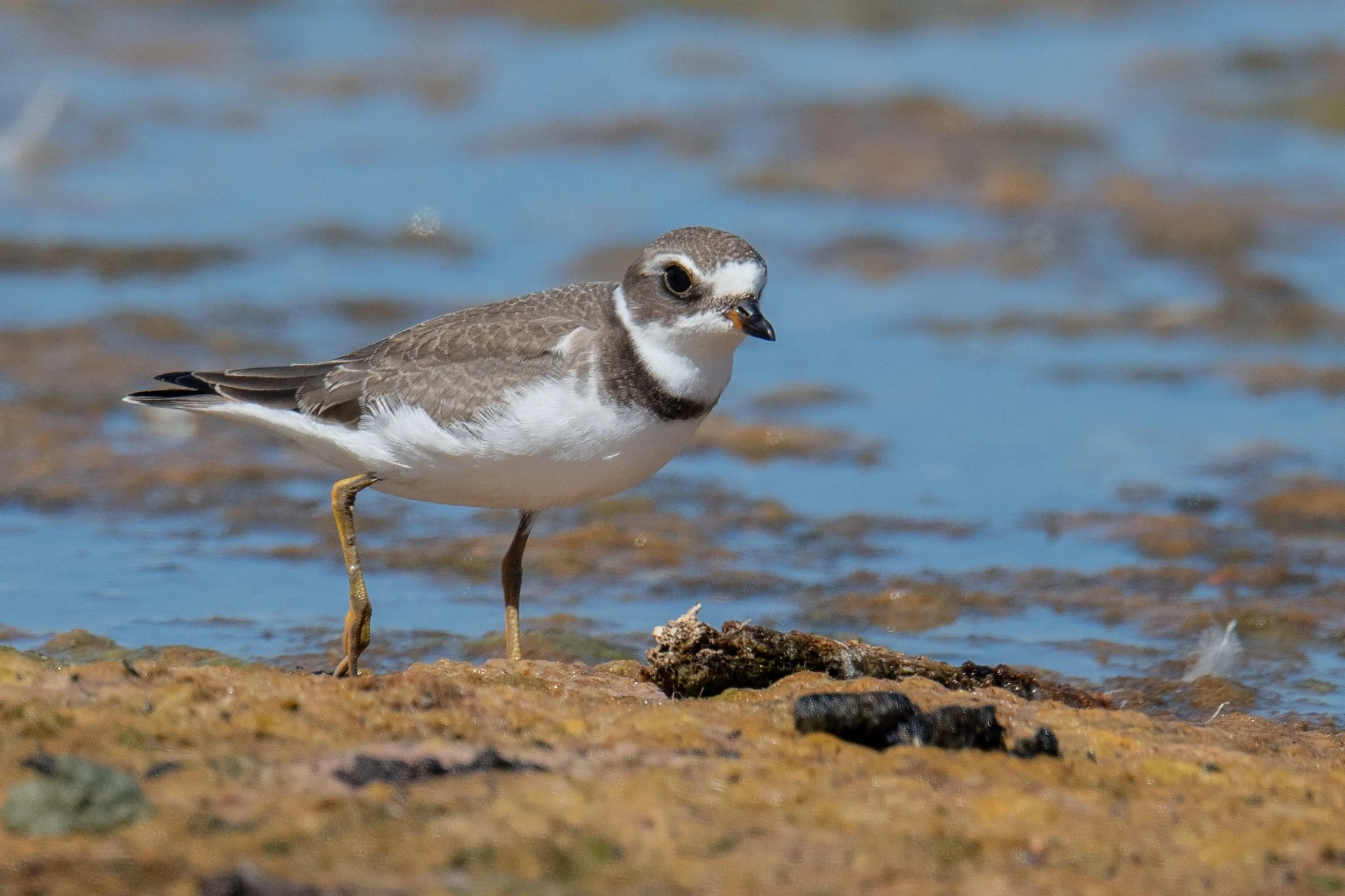 Semipalmated Plover (Charadrius semipalmatus)
