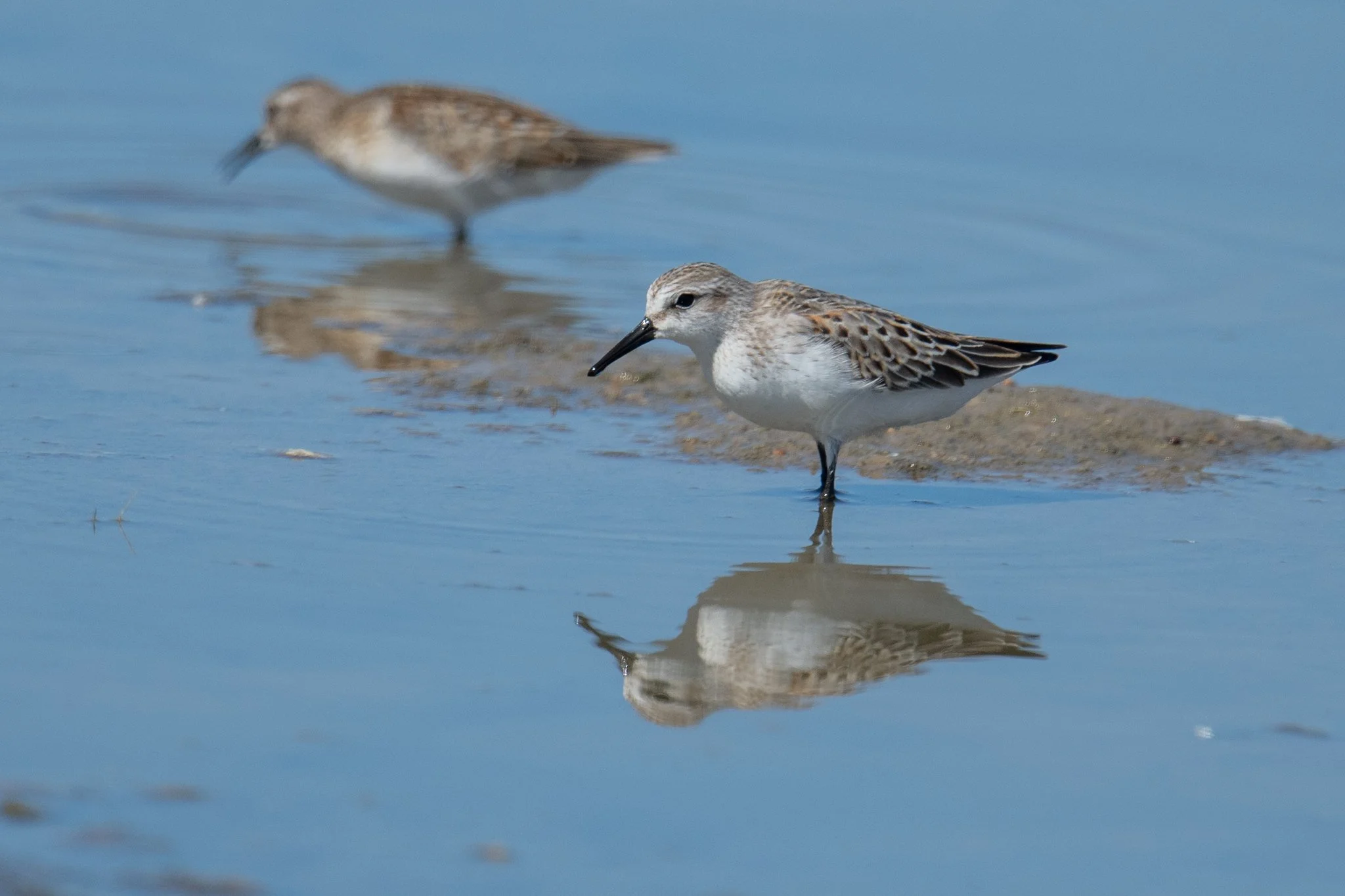 Western Sandpiper (Calidris mauri)