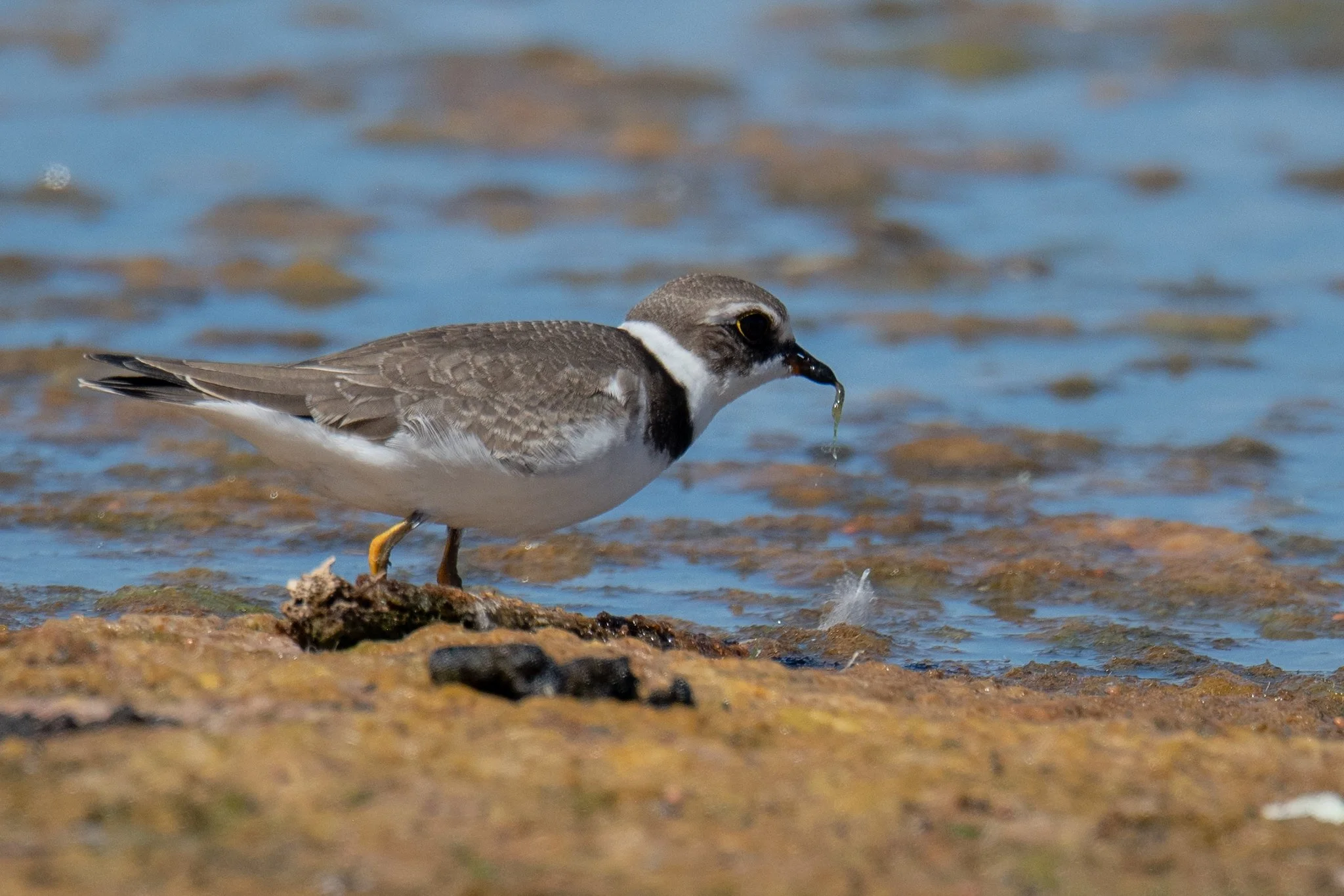 Semipalmated Plover (Charadrius semipalmatus)