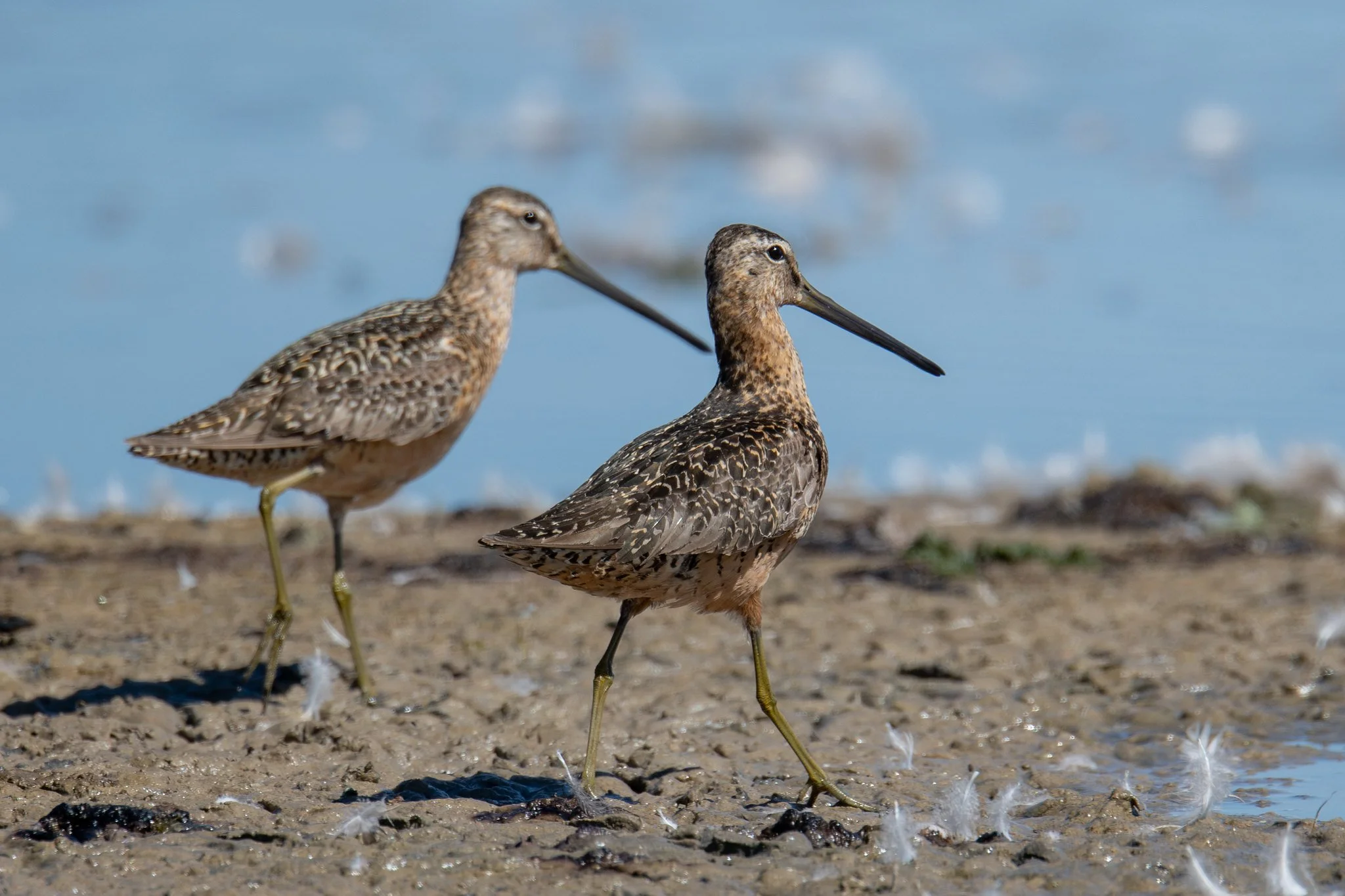 Long-billed Dowitcher (Limnodromus scolopaceus)