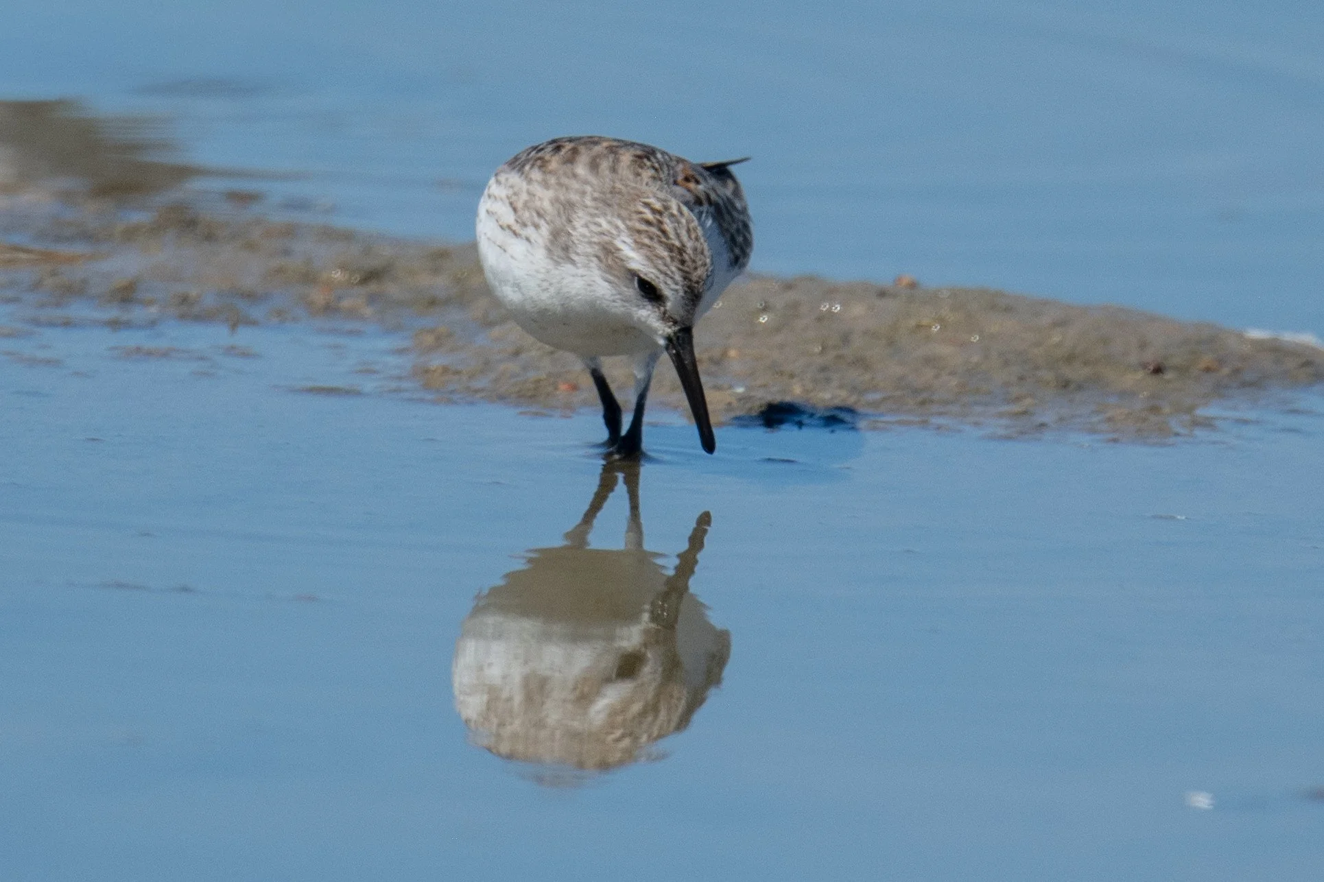 Western Sandpiper (Calidris mauri)