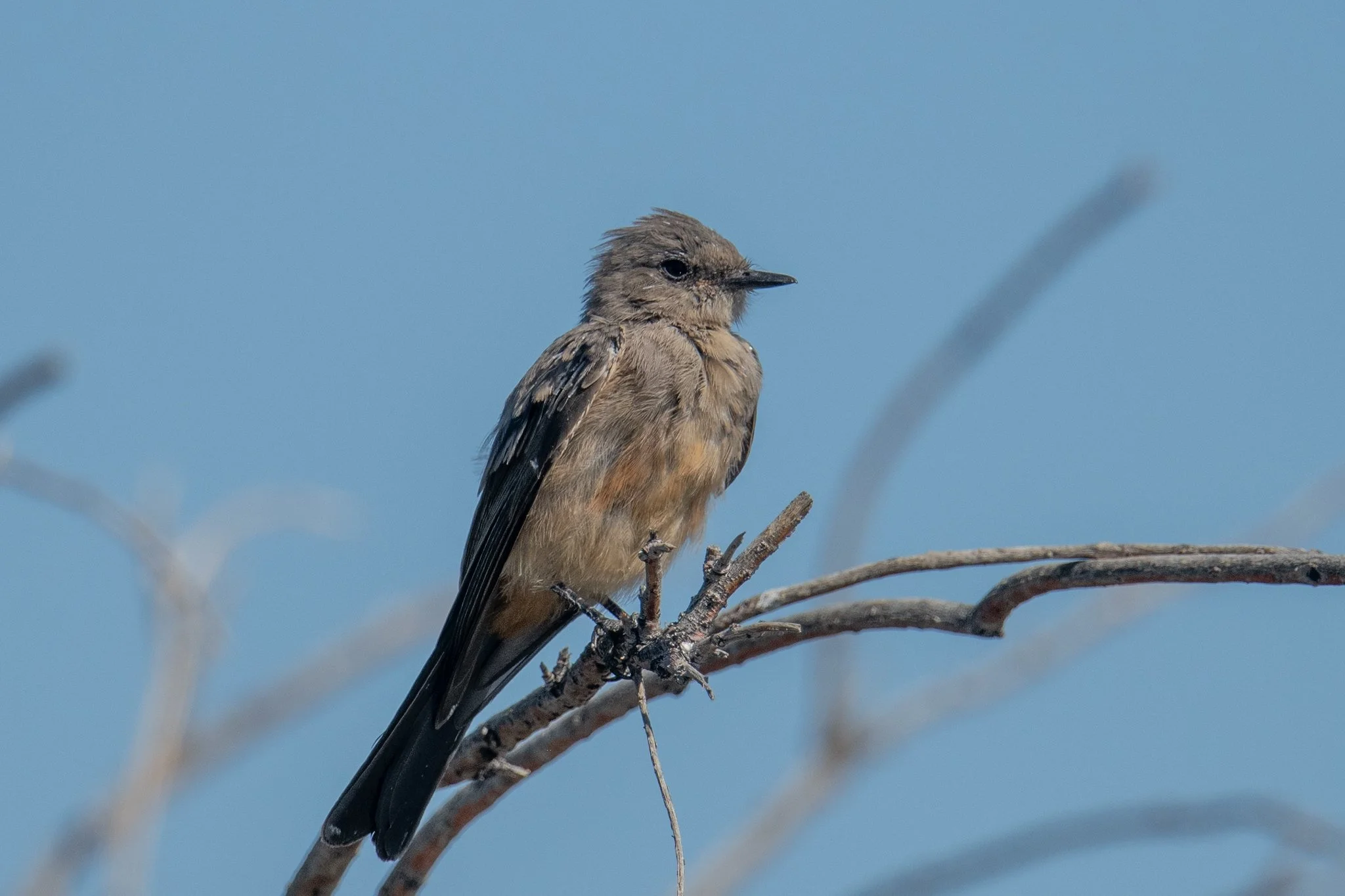 Say's Phoebe (Sayornis saya)
